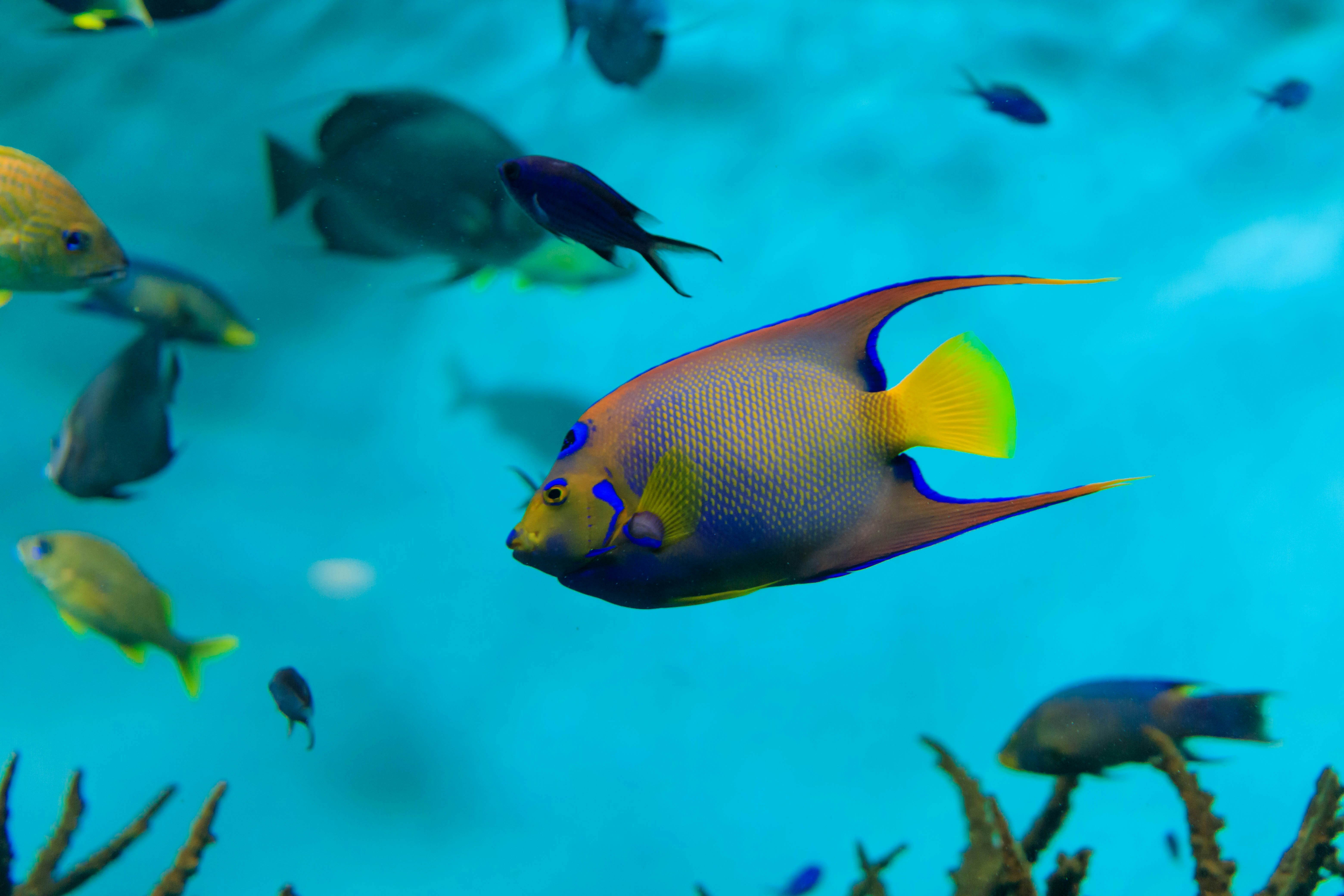 藍色海水中游動的彩色魚群畫面