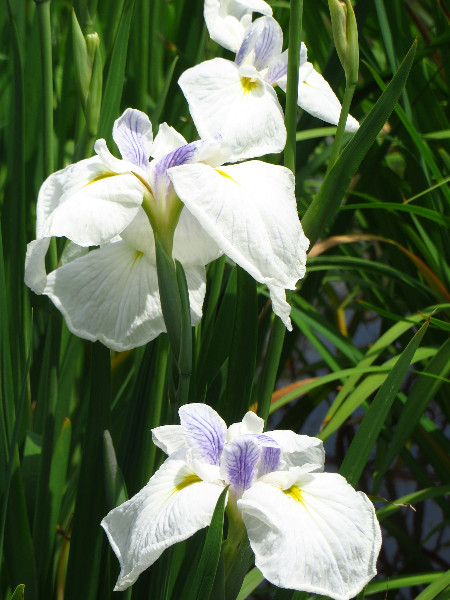 Cluster aus weißen Iris mit lila Akzenten