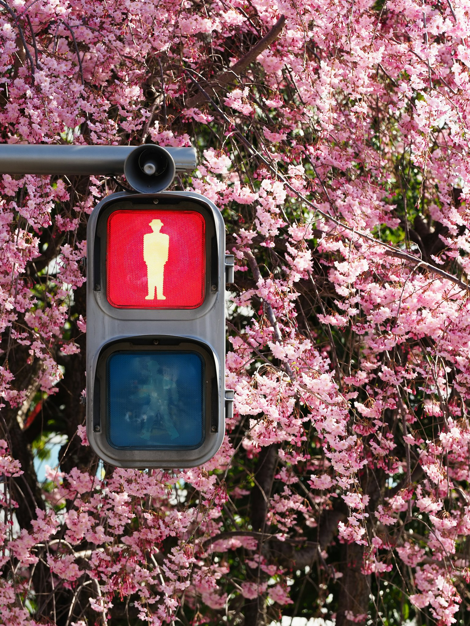 Semaforo pedonale rosso davanti a ciliegi in fiore
