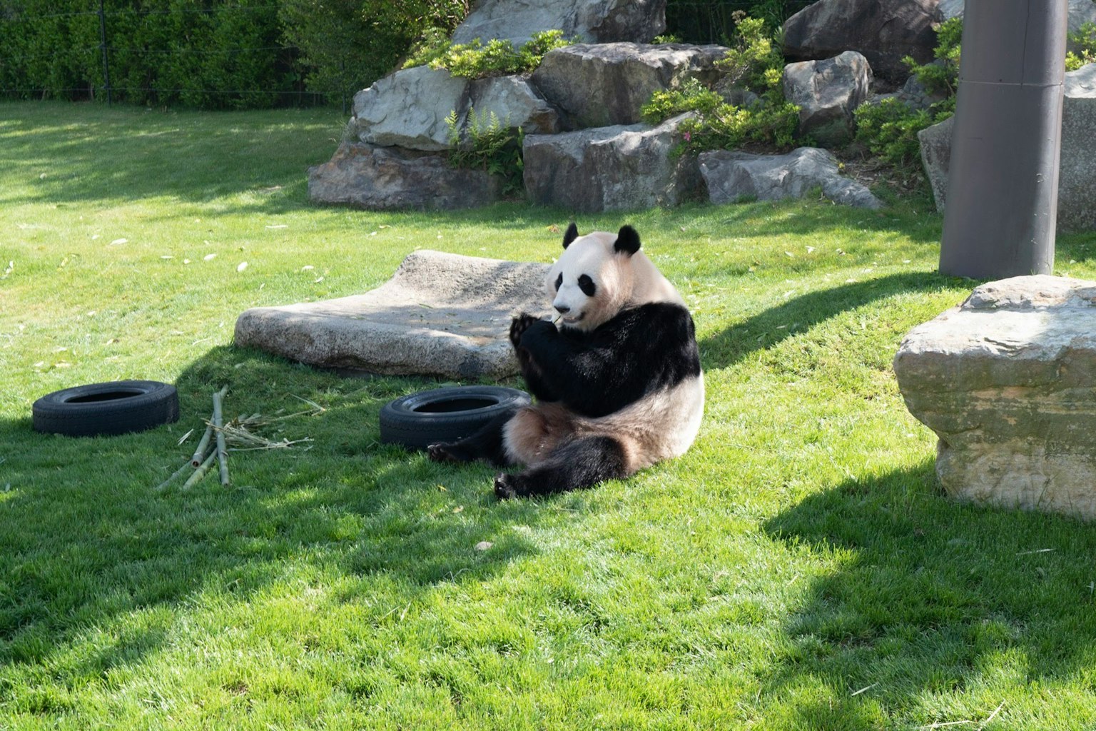 Panda che si rilassa sull'erba con rocce sullo sfondo