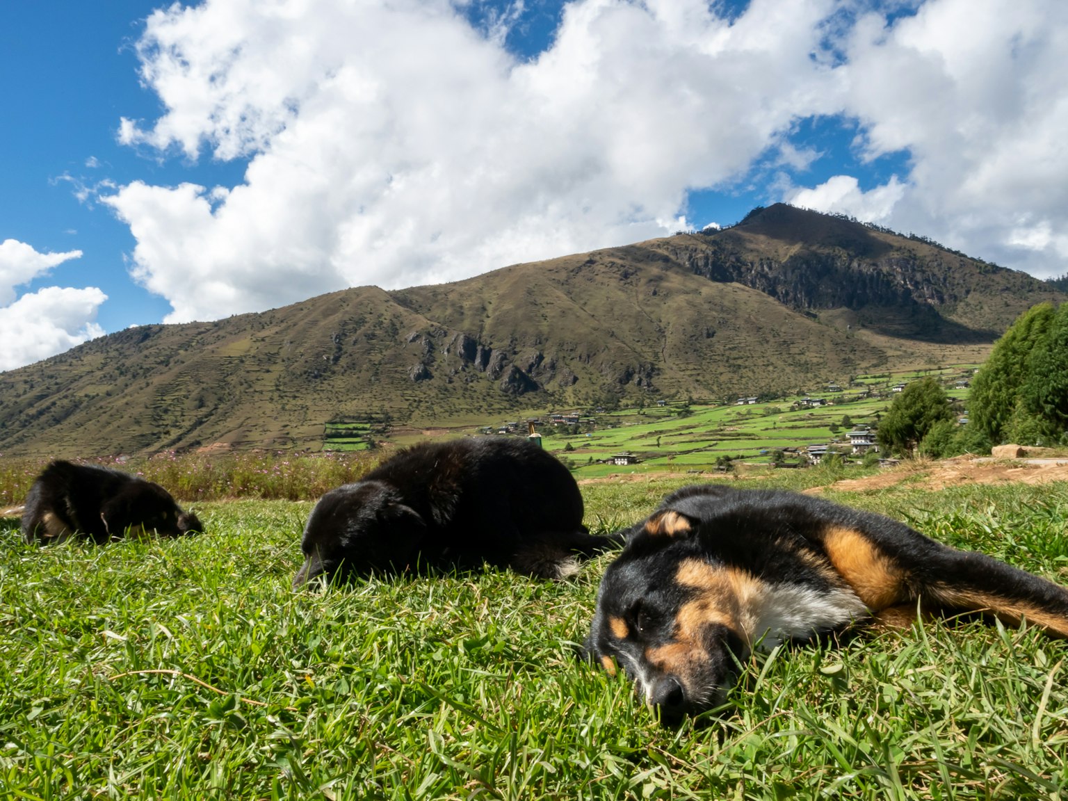 Dogs resting on grass with a scenic mountain backdrop