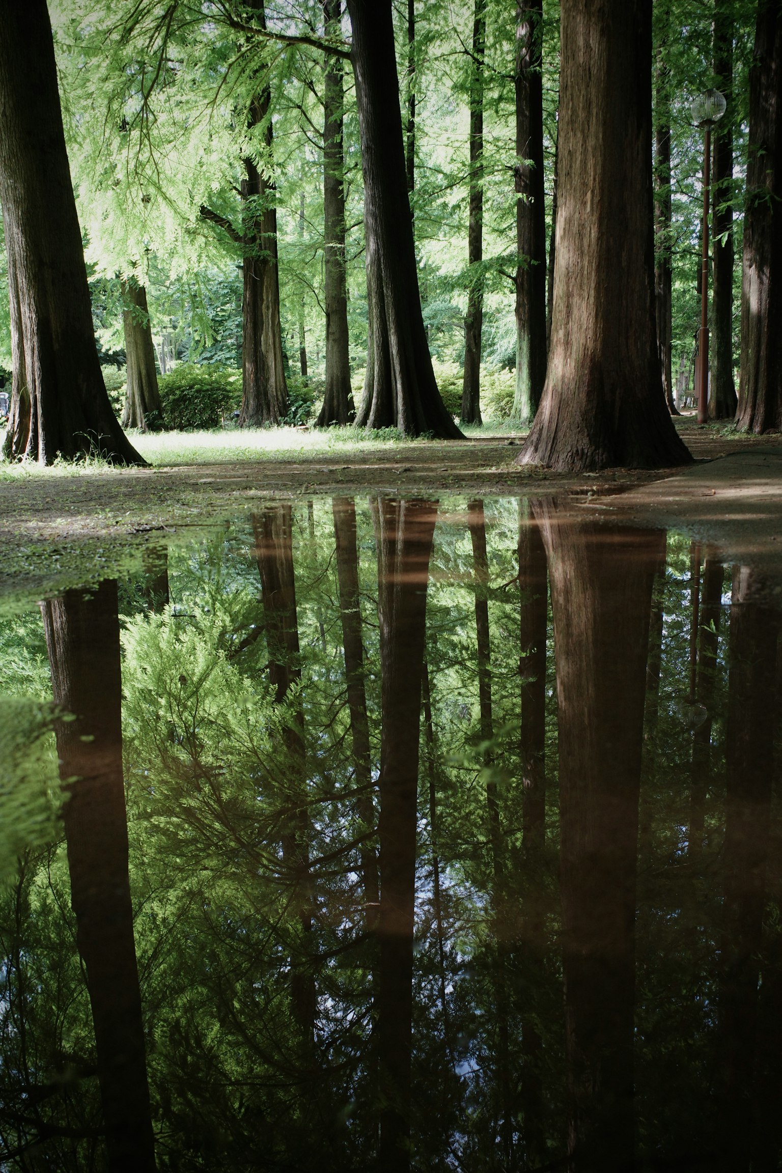Paisaje sereno con árboles verdes reflejados en el agua
