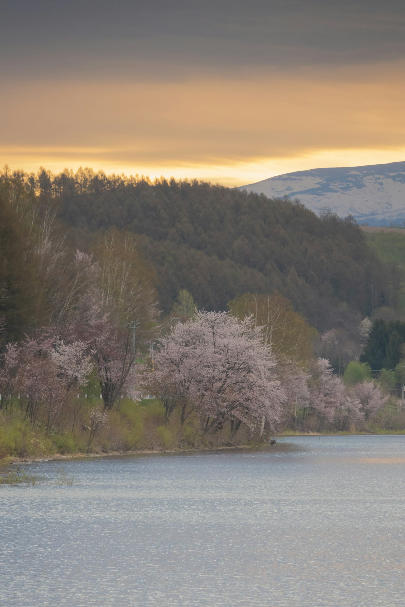 Paisaje sereno de río con cerezos en flor y montañas al fondo
