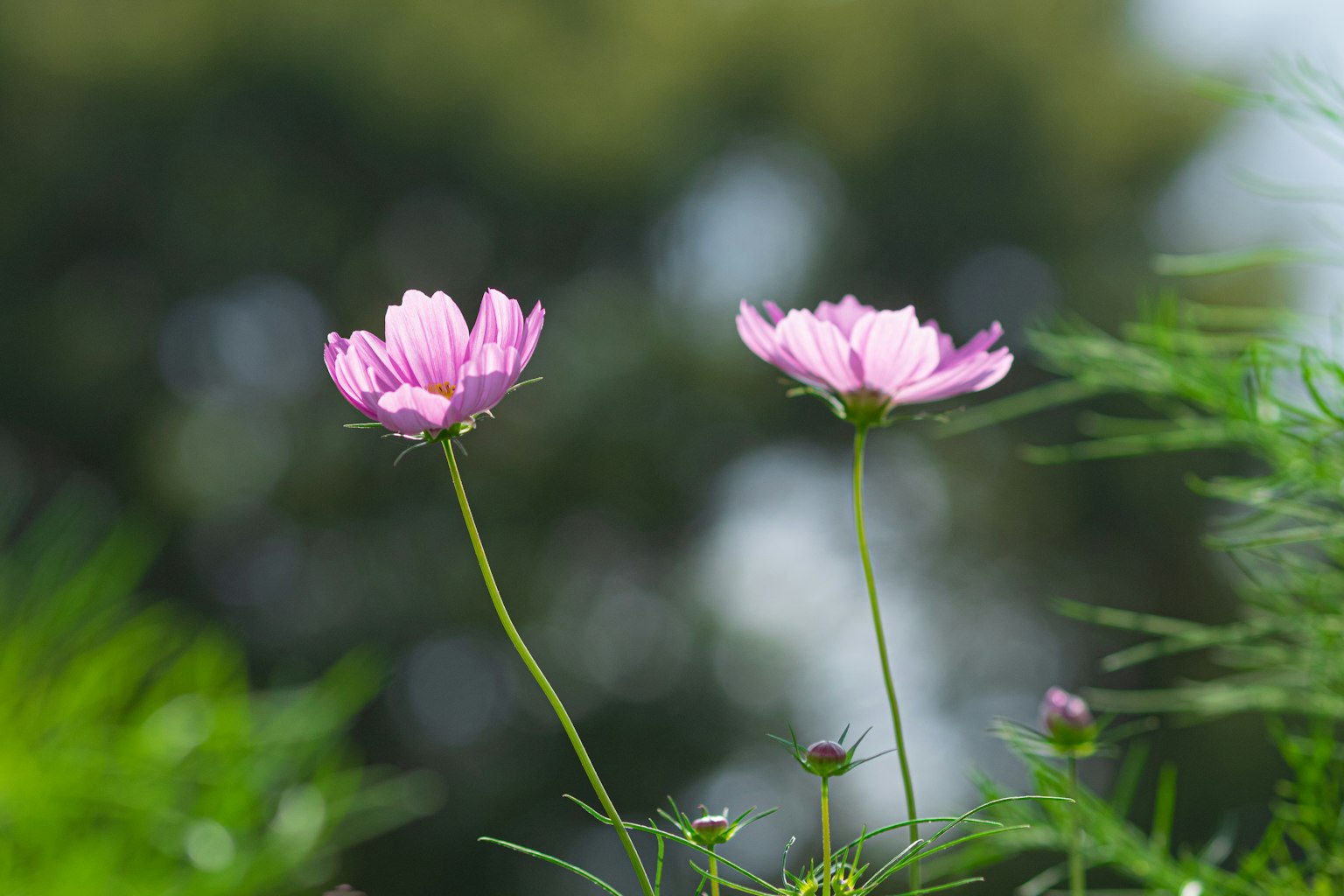 Due fiori di cosmos rosa che fioriscono tra il fogliame verde