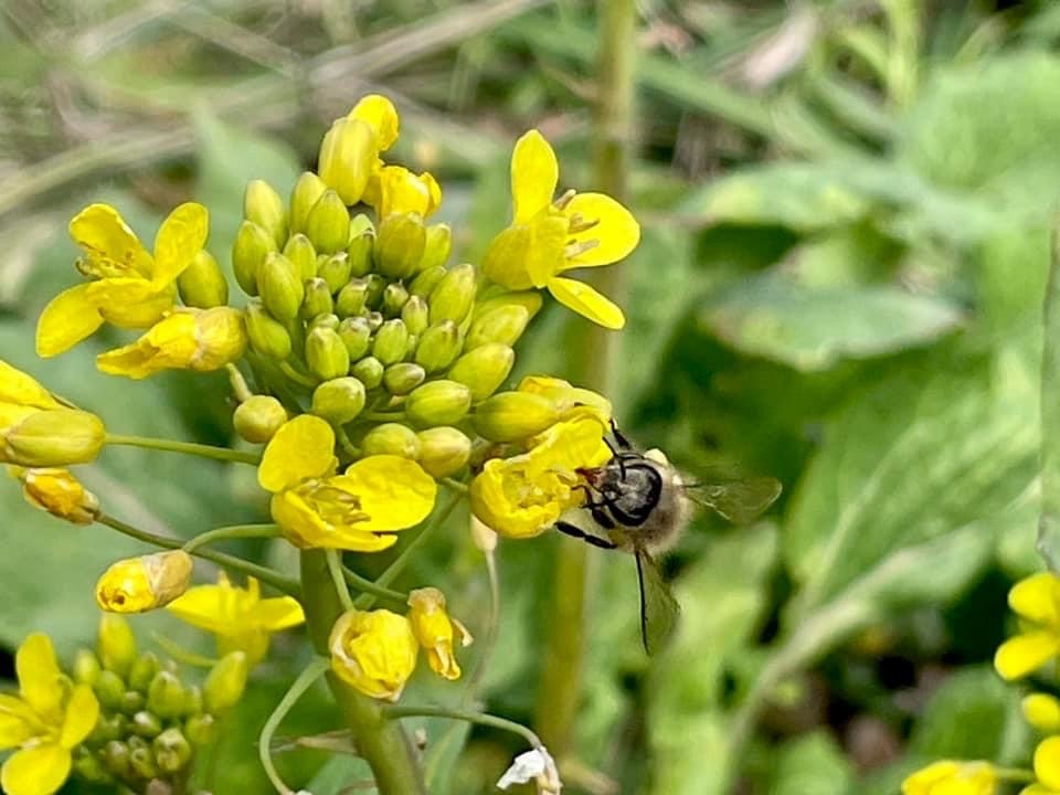 菜の花の花とミツバチが止まるアップの自然の景色