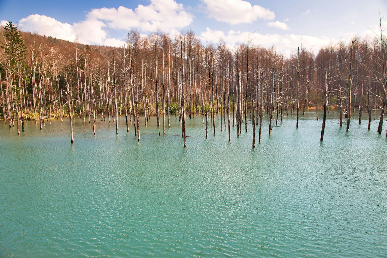 Pemandangan pohon mati berdiri di air turquoise