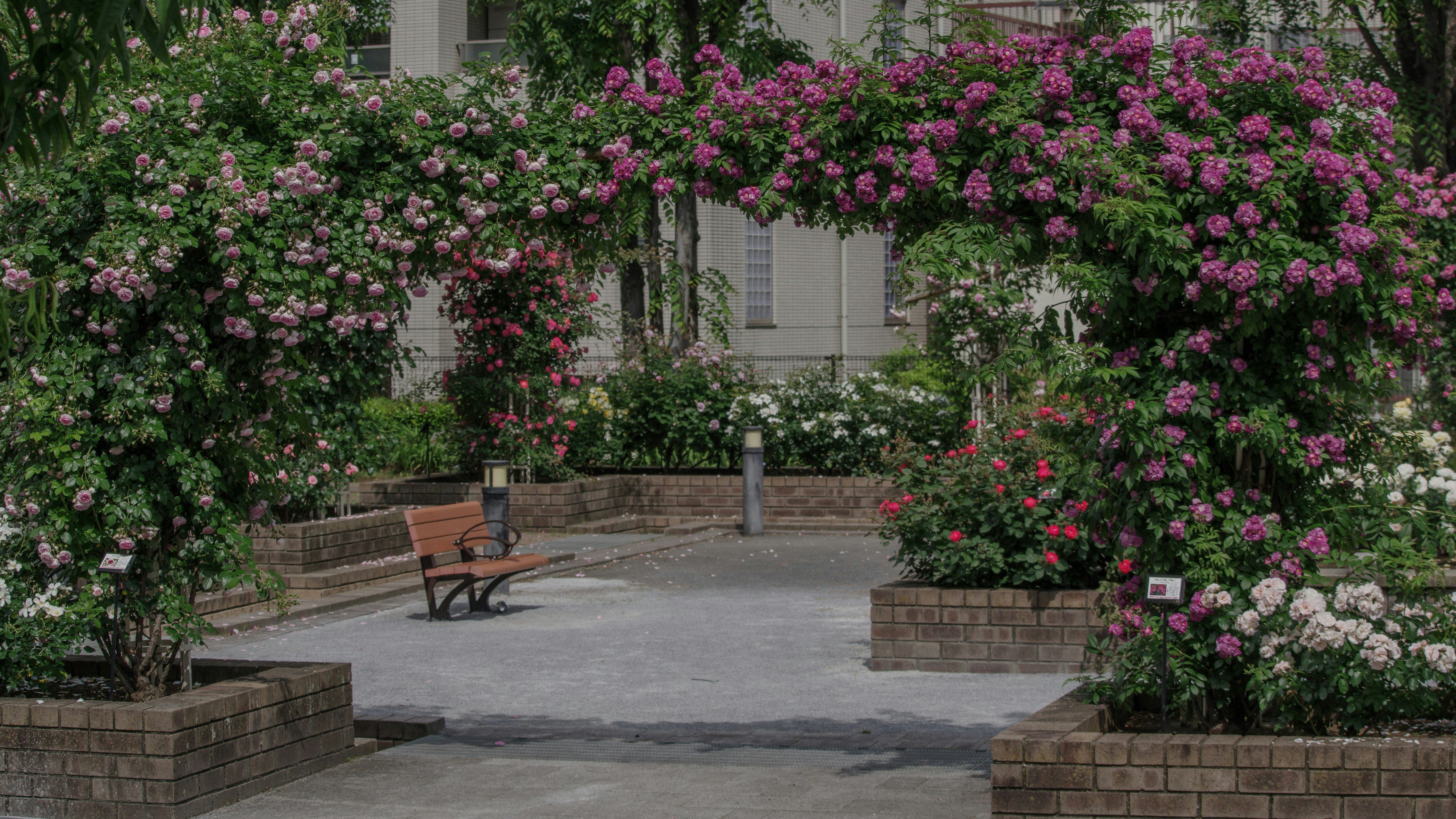sentiero in un giardino di rose in fiore e aiuole al Parco Hikawa