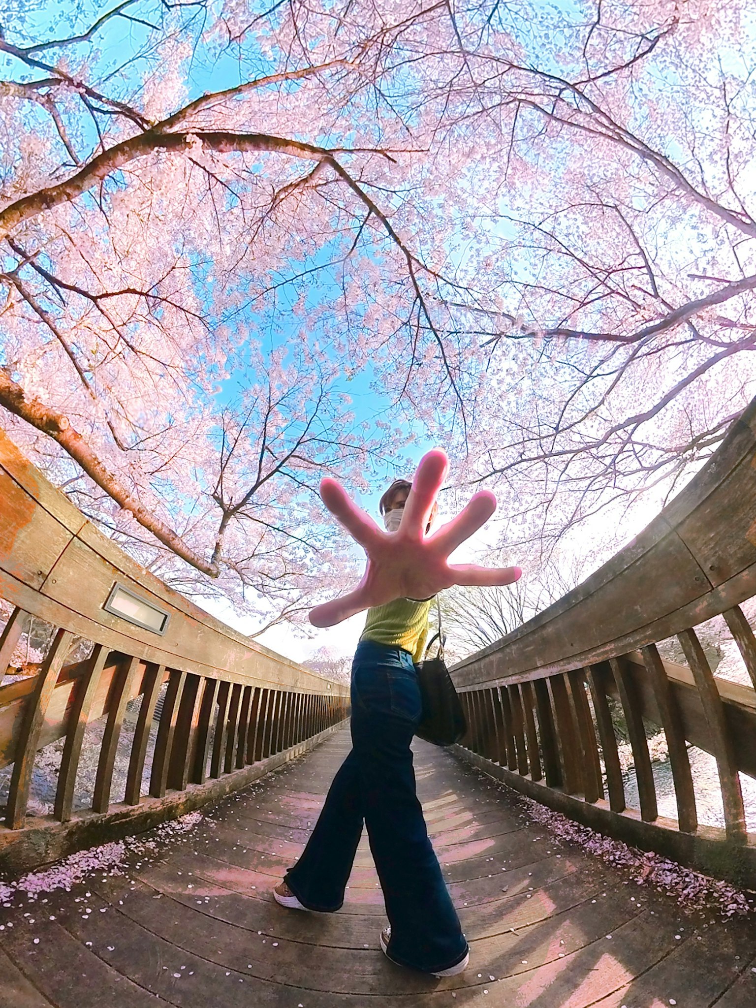 Woman raising hand under cherry blossom trees