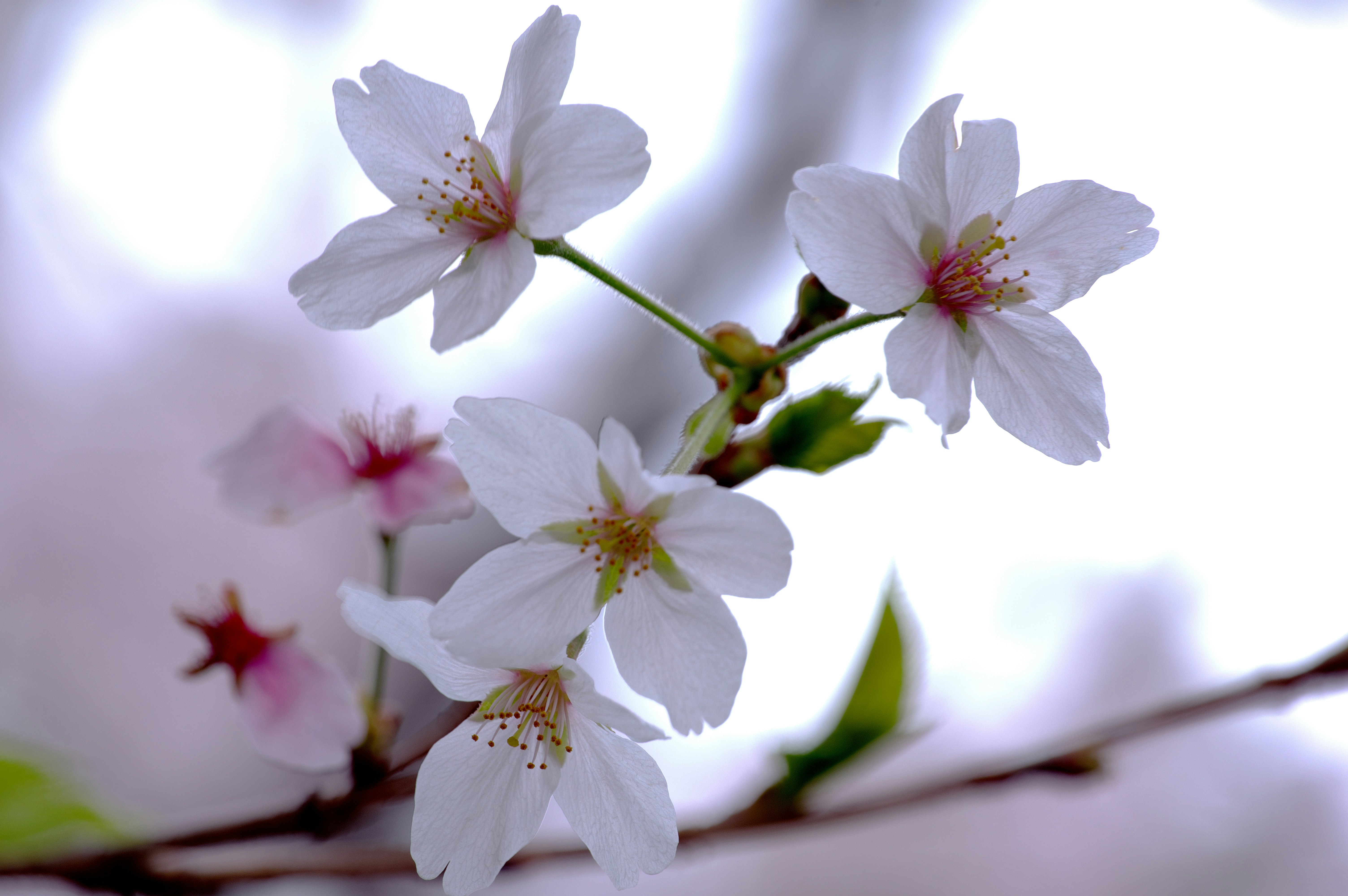白い桜の花が咲く枝のクローズアップ