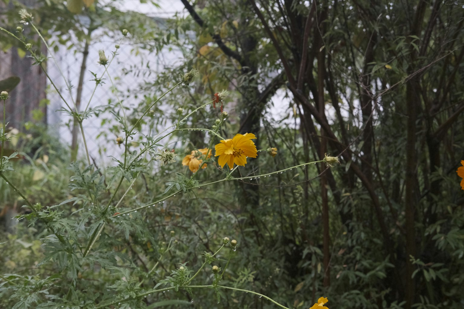 霧中盛開的黃色花朵和綠色葉子