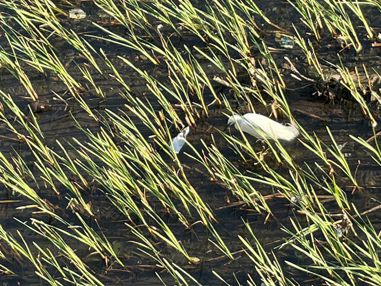 Ikan putih terlihat di antara tanaman padi hijau di sawah