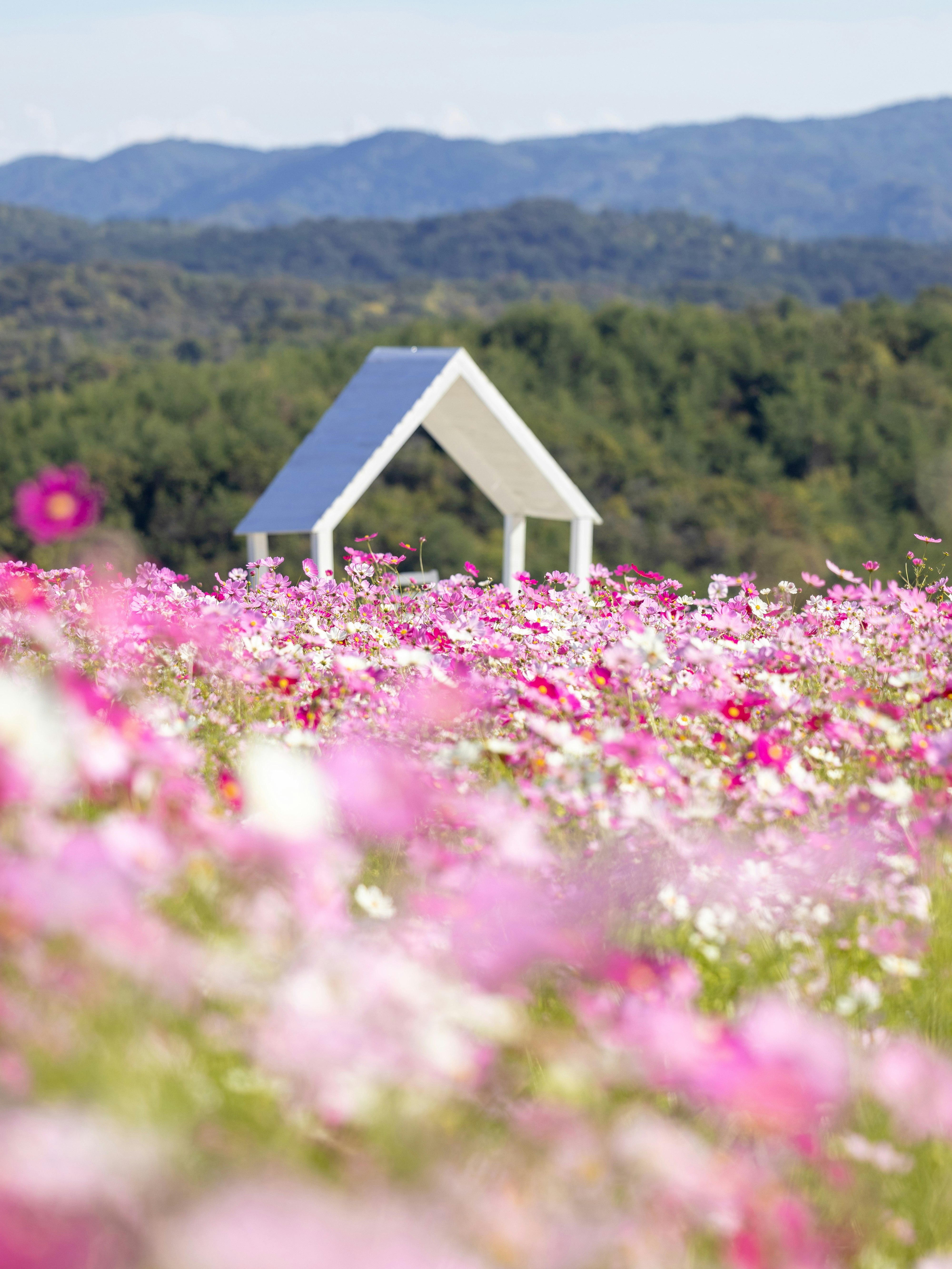 Pink flower field with a small white cabin and mountains in the background