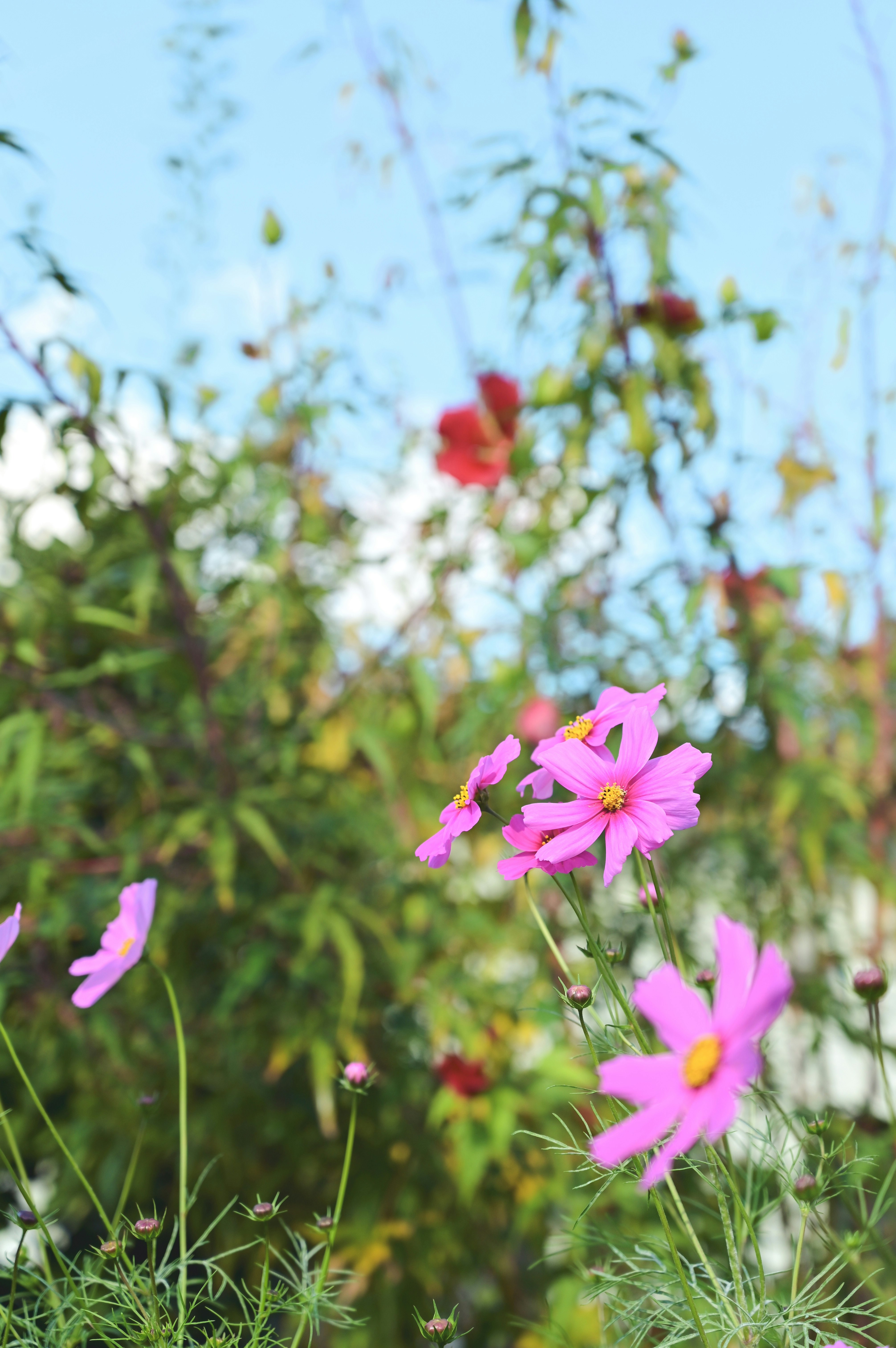 青空の下で咲くピンクのコスモスの花