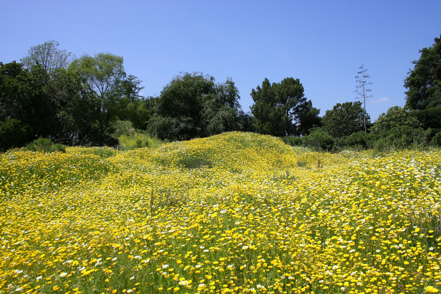 Un campo vibrante de flores amarillas bajo un cielo azul claro con árboles