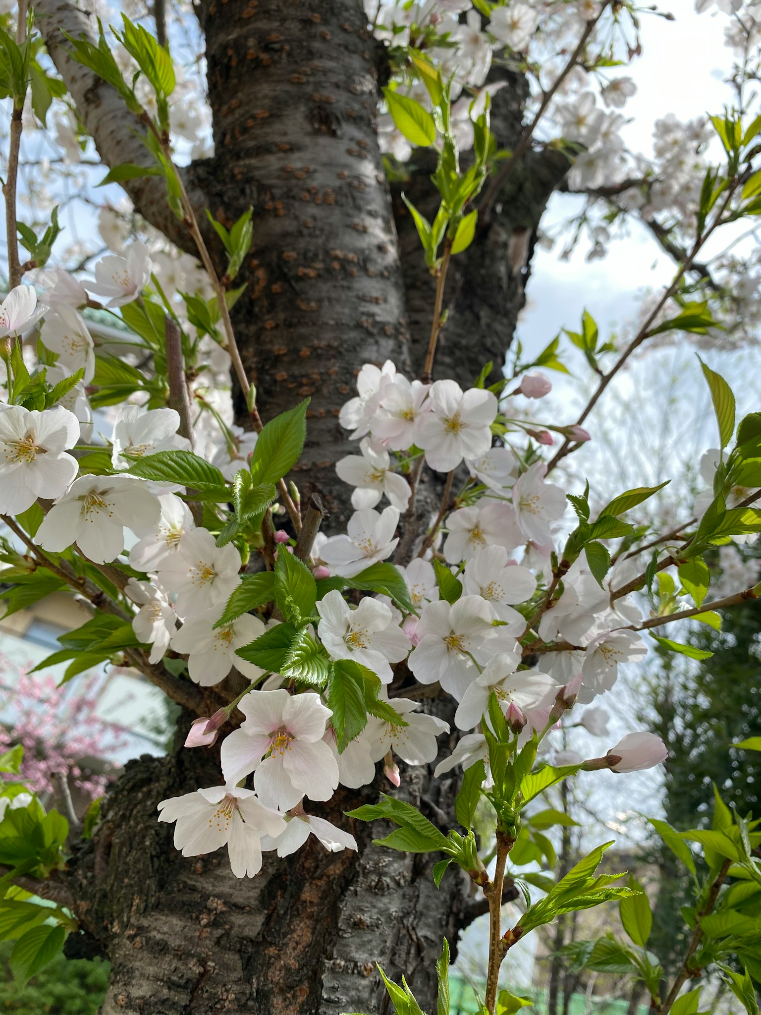 Vista cercana de flores de cerezo en flor en el tronco de un árbol