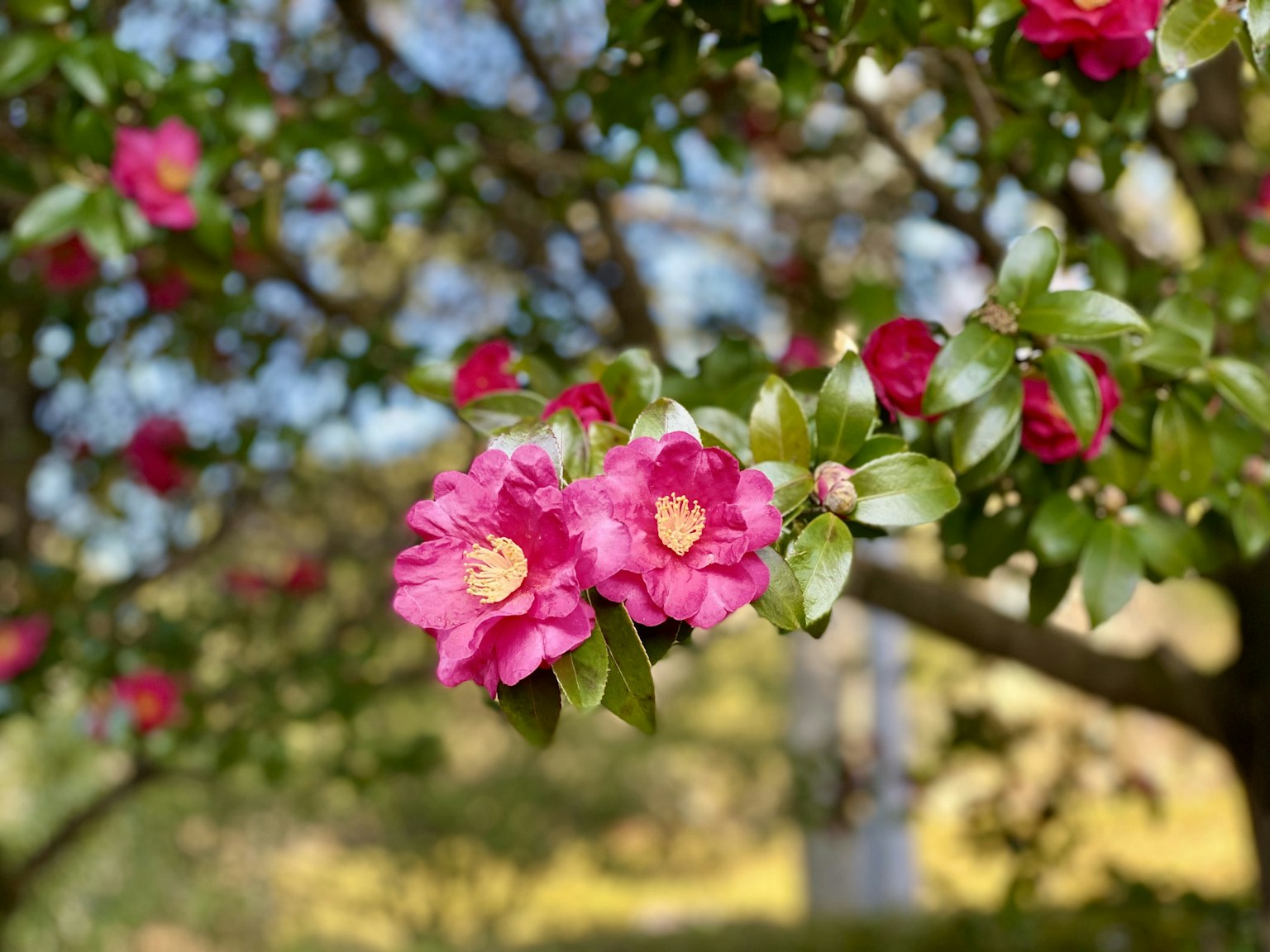Nahaufnahme von lebhaften rosa Blumen an einem Baumzweig