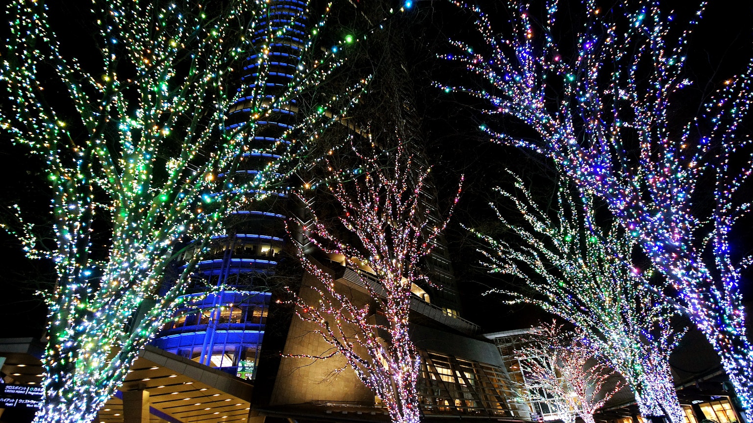 ต้นไม้สว่างและอาคารในทิวทัศน์กลางคืน