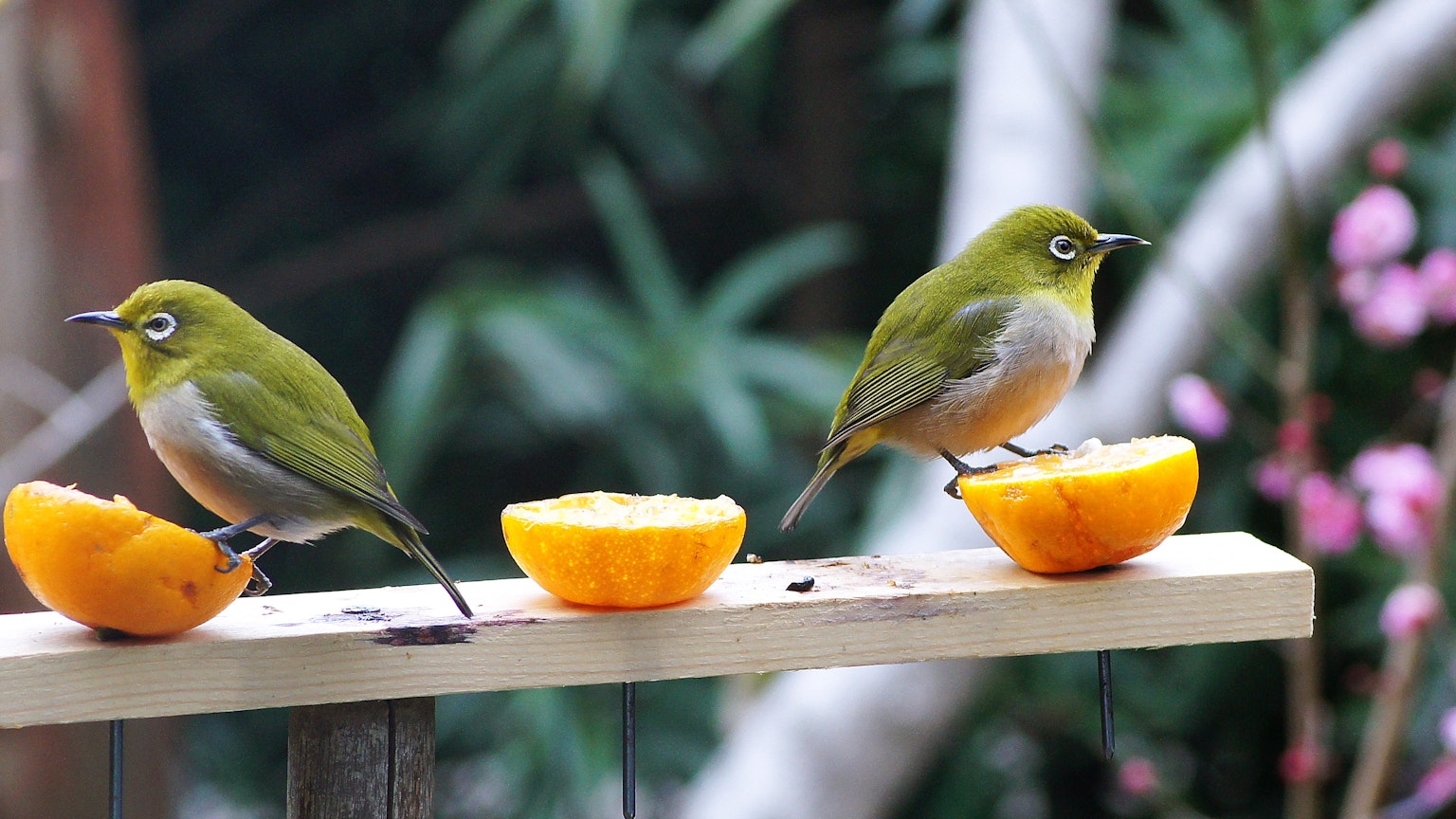Zwei grüne Vögel, die auf Orangenschnitten in einem Garten sitzen