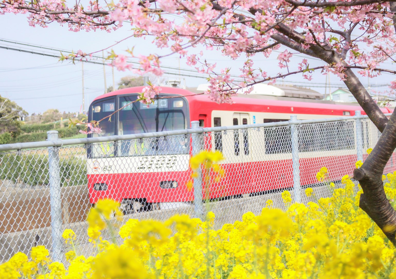 Treno rosso che passa davanti a fiori di ciliegio in fiore e fiori gialli