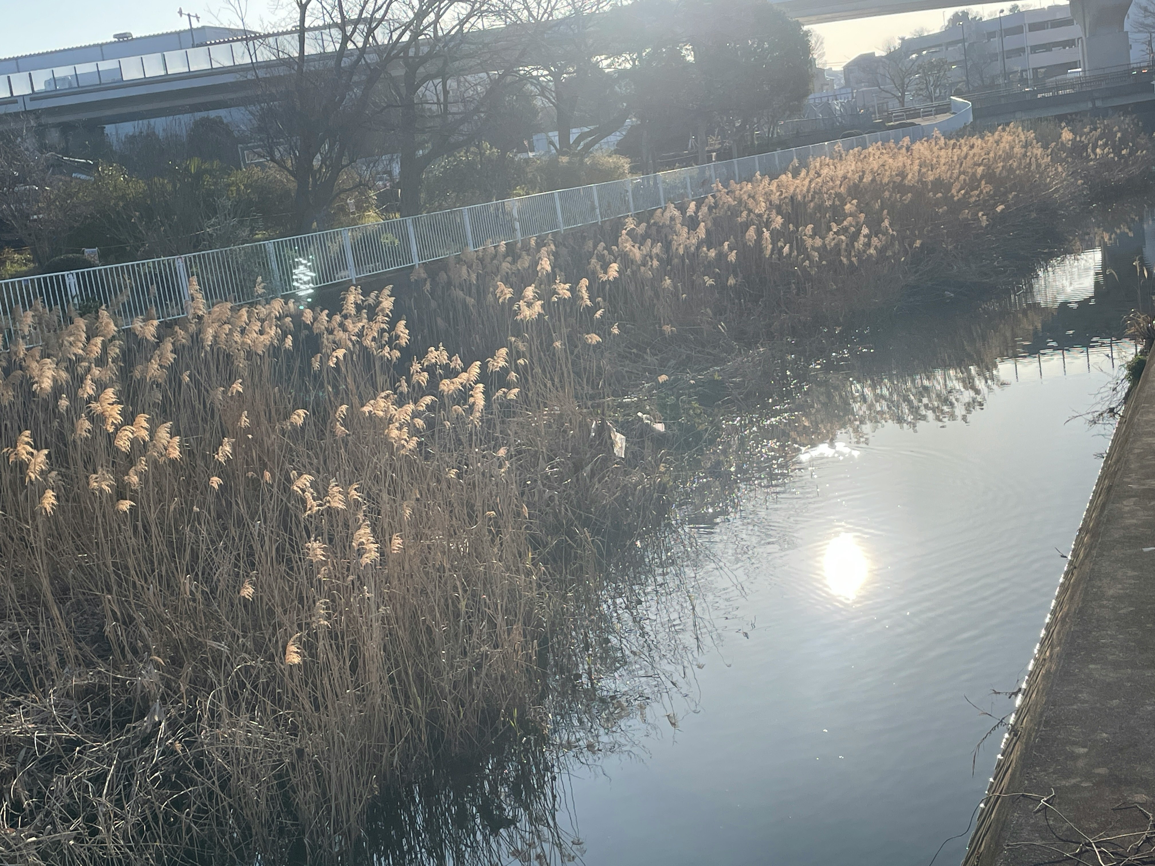 冬季河岸景色，枯萎蘆葦與陽光