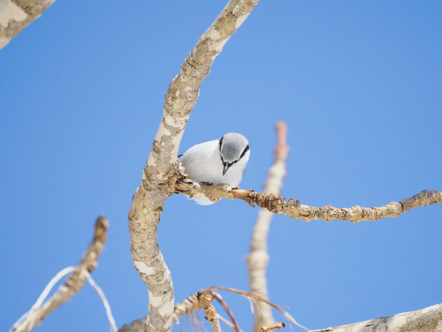 A small white bird perched on a branch under a blue sky