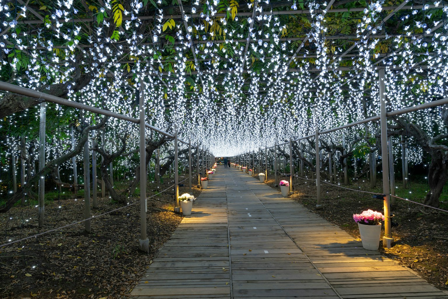 Holzweg unter einem Baldachin aus weißen Lichtern mit Blumenkübeln