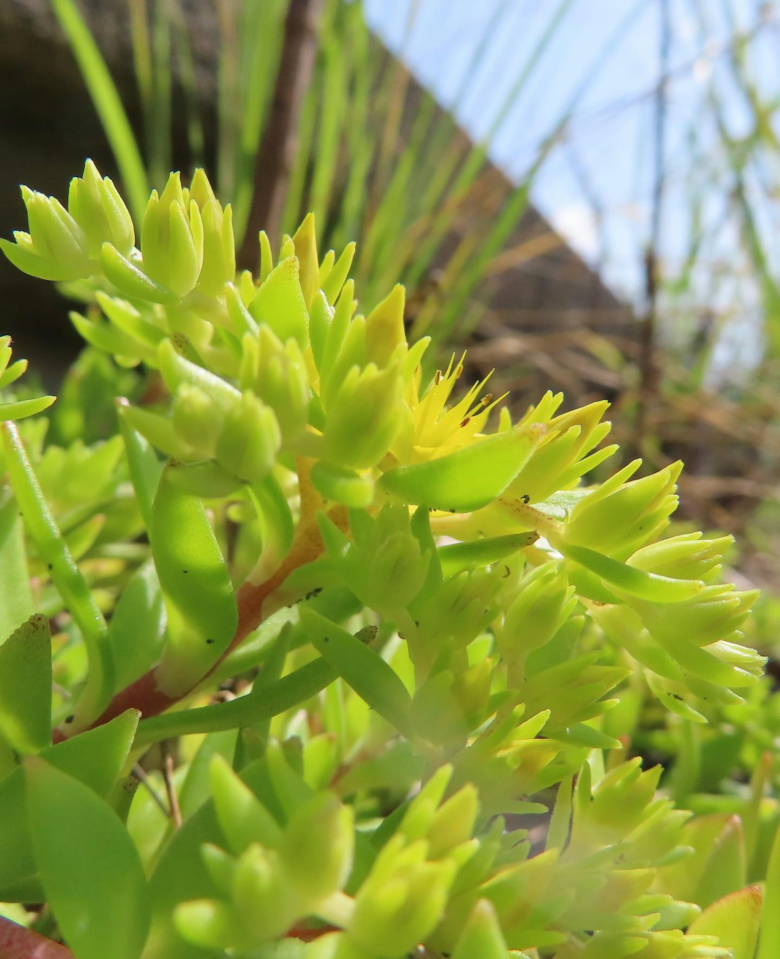 Nahaufnahme einer grünen Sukkulente mit leuchtend gelben Blüten