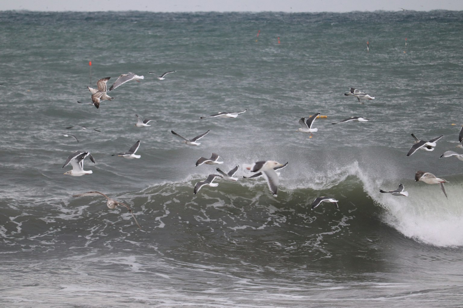 Un groupe de mouettes volant au-dessus des vagues déferlantes dans une mer agitée