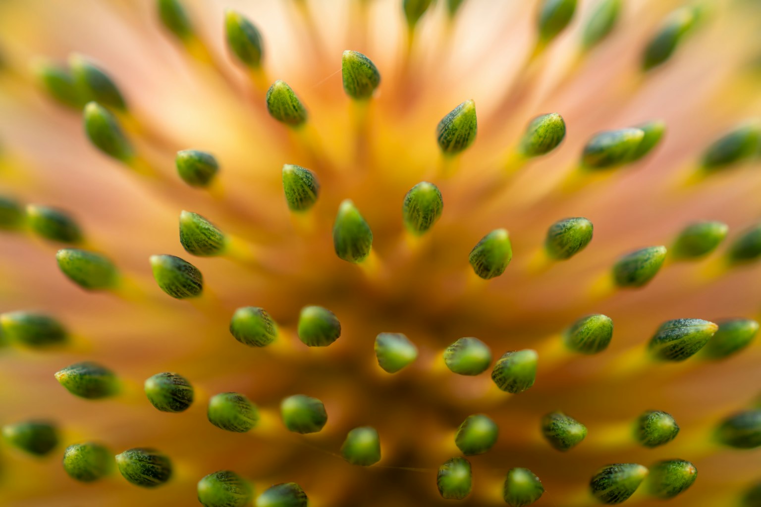 Primo piano del centro di un fiore con numerose punte verdi