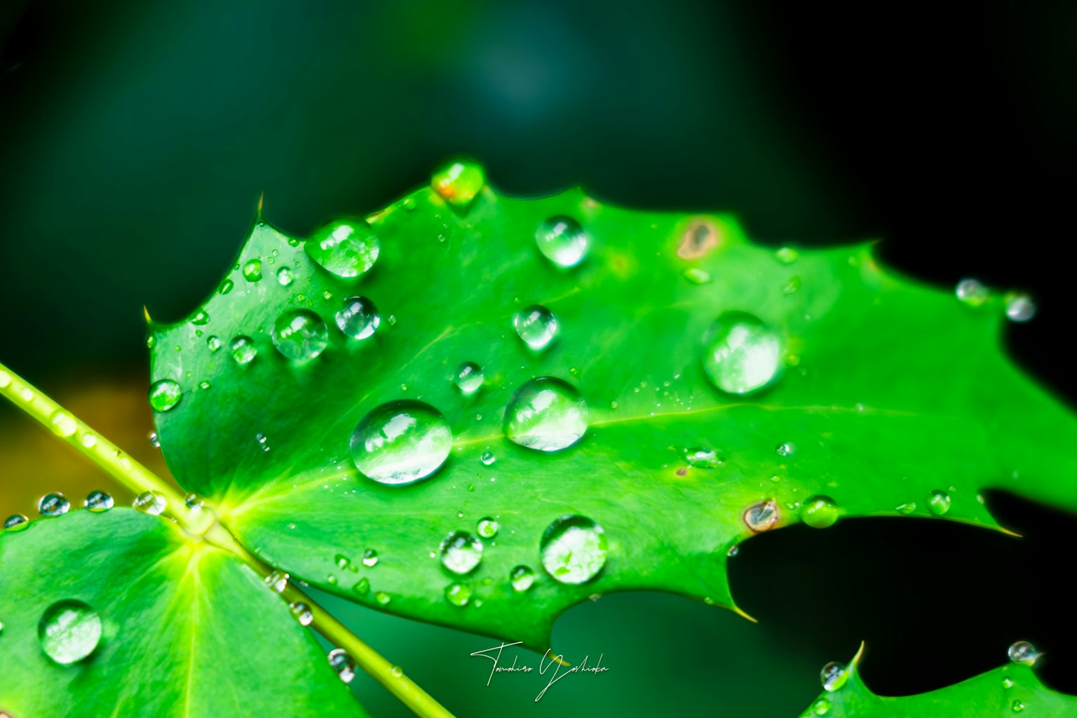 Close-up of a green leaf with water droplets