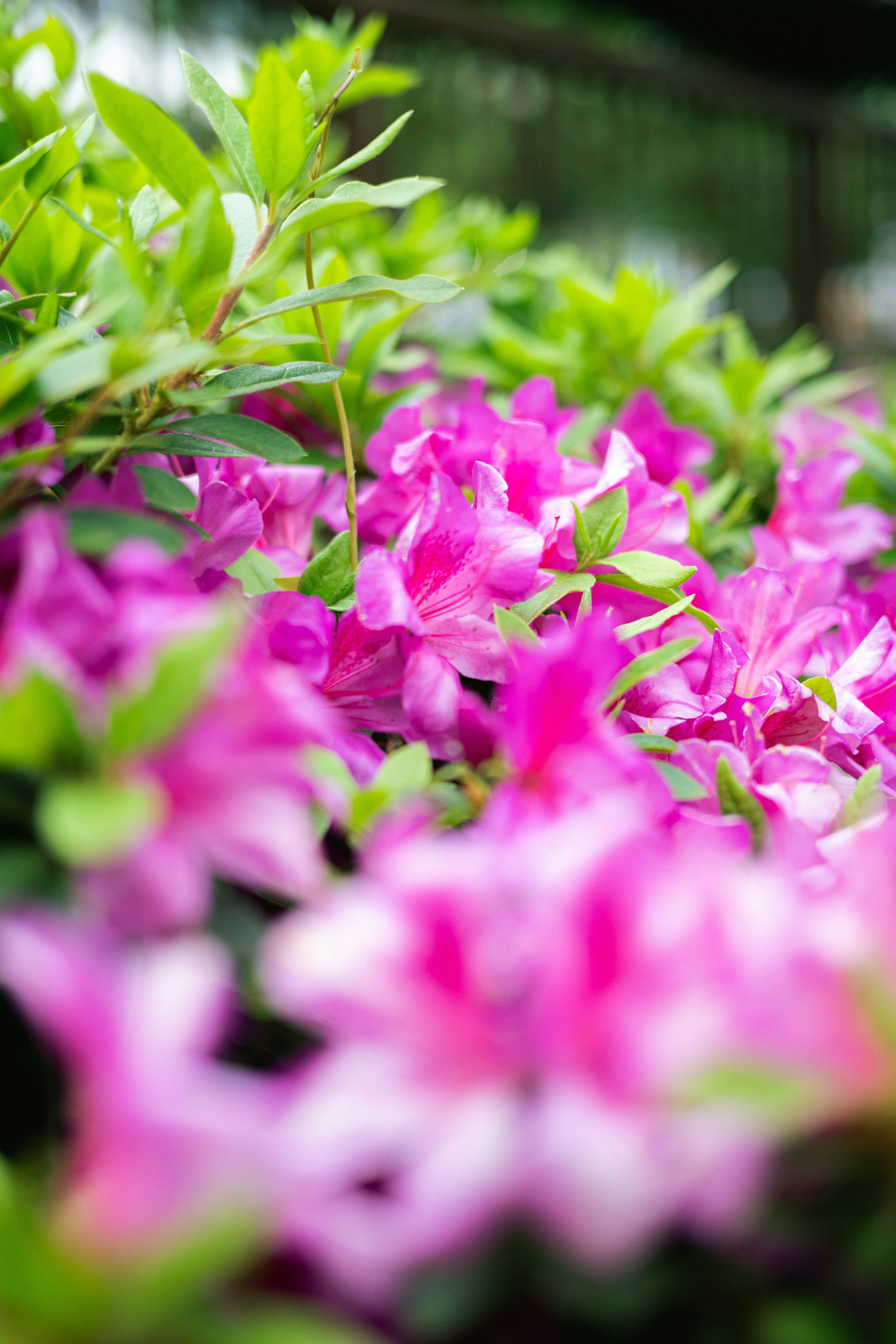 色鮮やかなツツジの花が咲き並ぶ庭の花壇