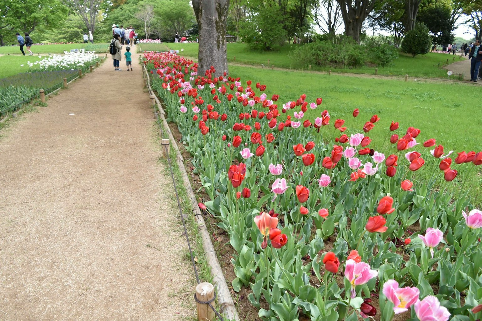 Orang-orang berjalan di sepanjang jalan setapak yang dipenuhi tulip berwarna-warni di taman