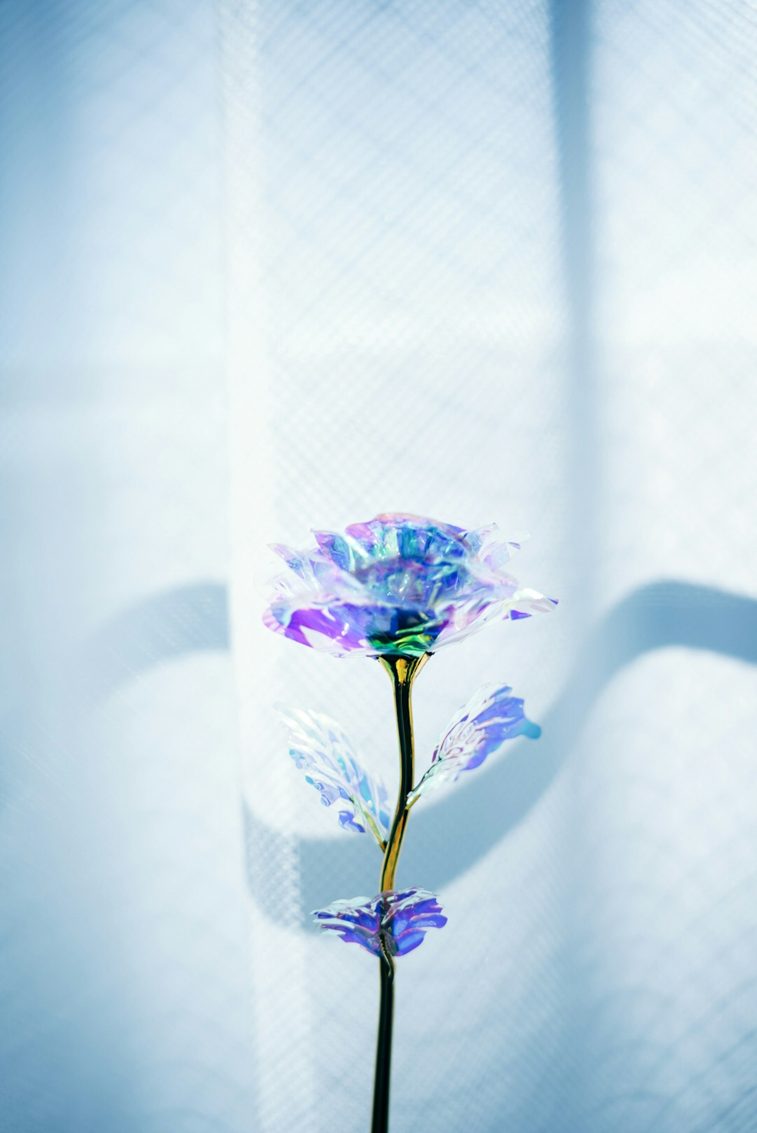 Un fiore viola su uno sfondo blu chiaro