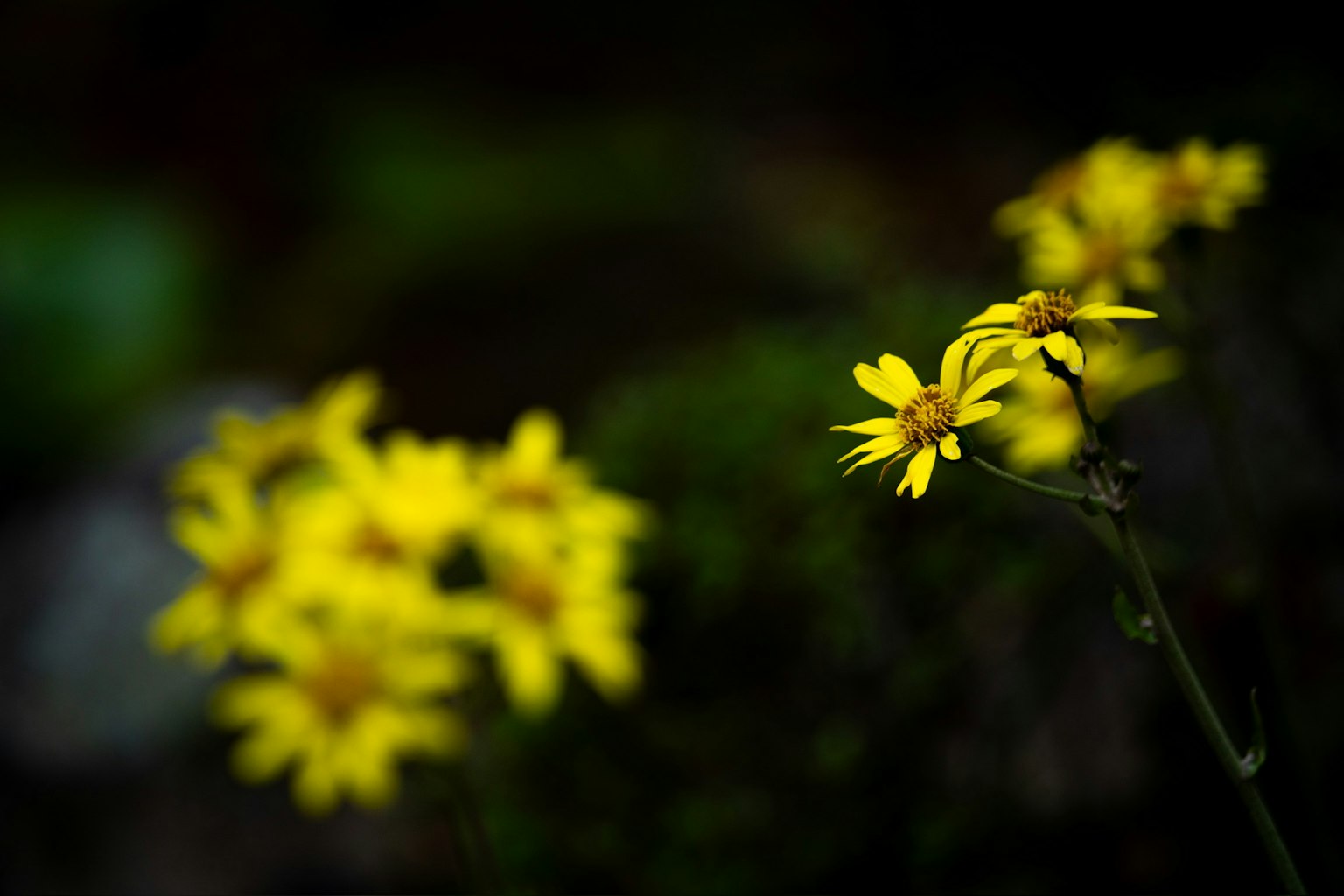 Flores amarillas vibrantes floreciendo contra un fondo oscuro