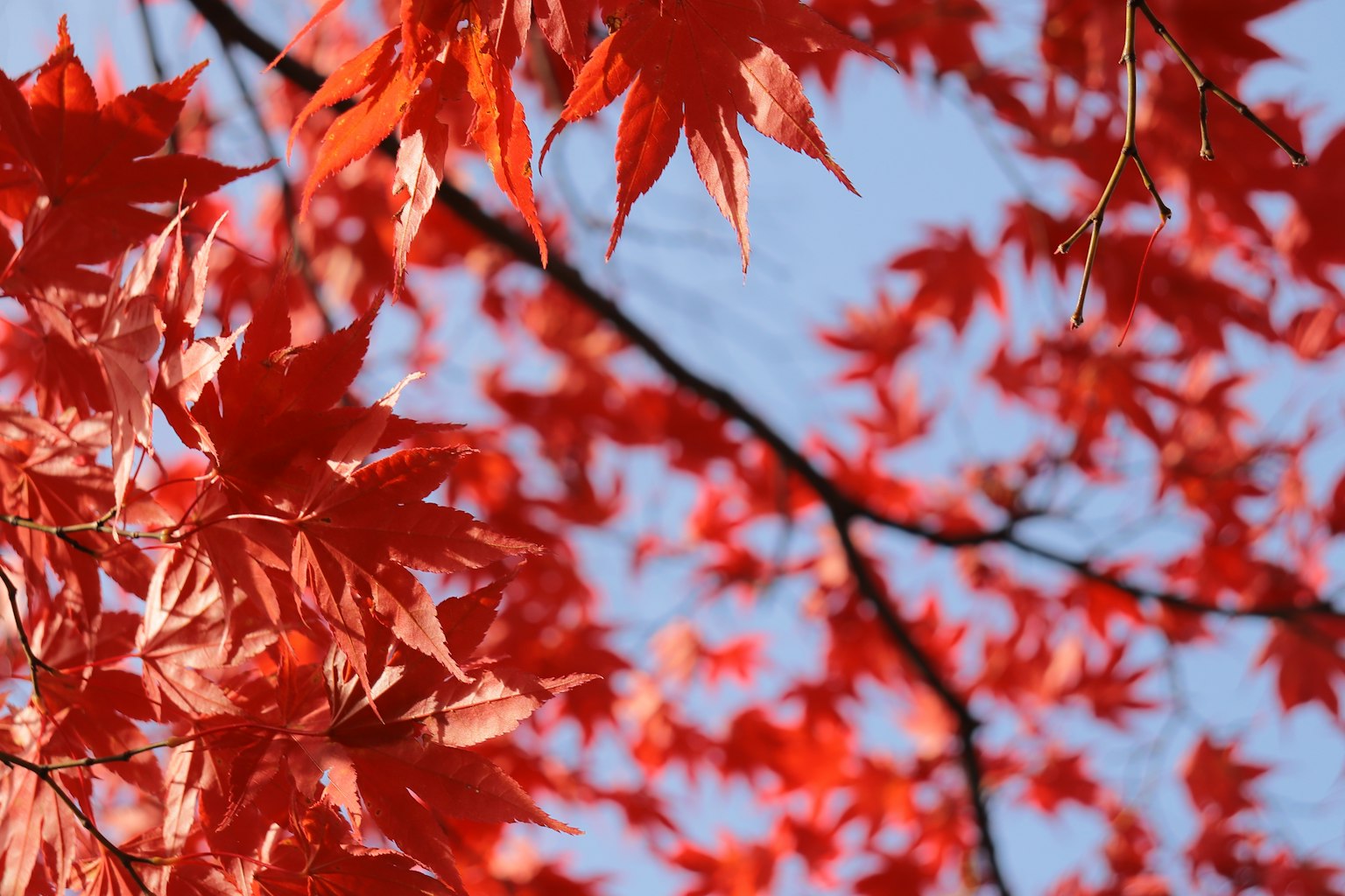 Foglie di acero rosse vivaci contro un cielo blu chiaro