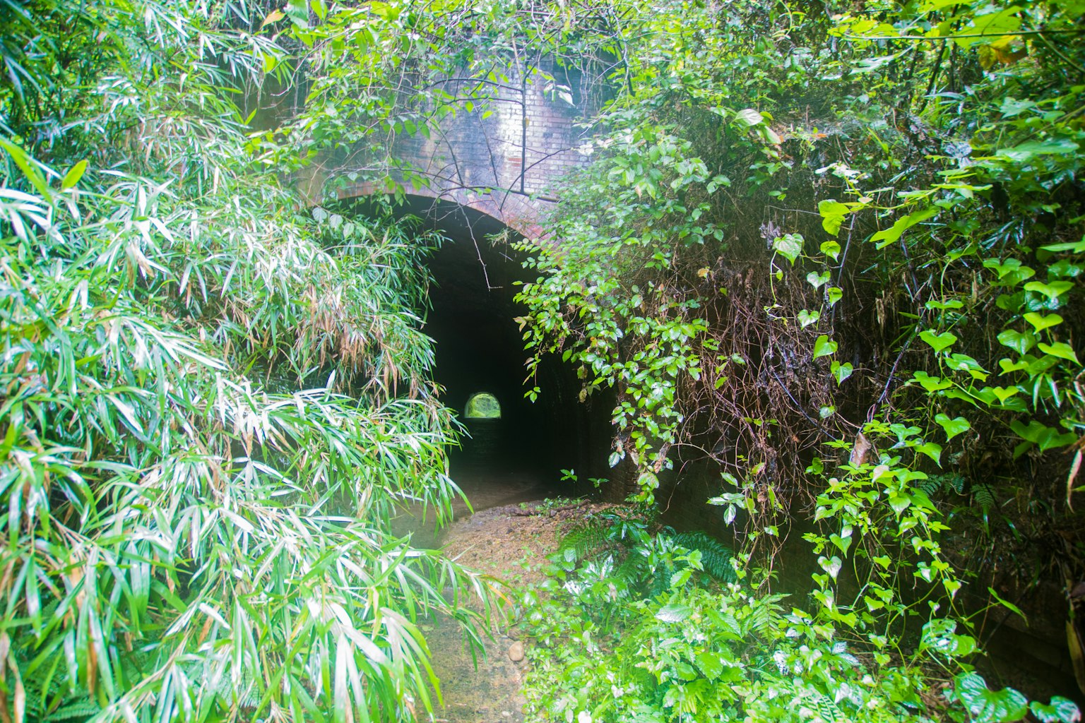 Entrée d'un tunnel entourée de verdure luxuriante et de feuillage dense