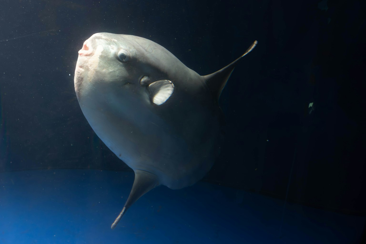 Toma de cerca de un pez luna nadando bajo el agua