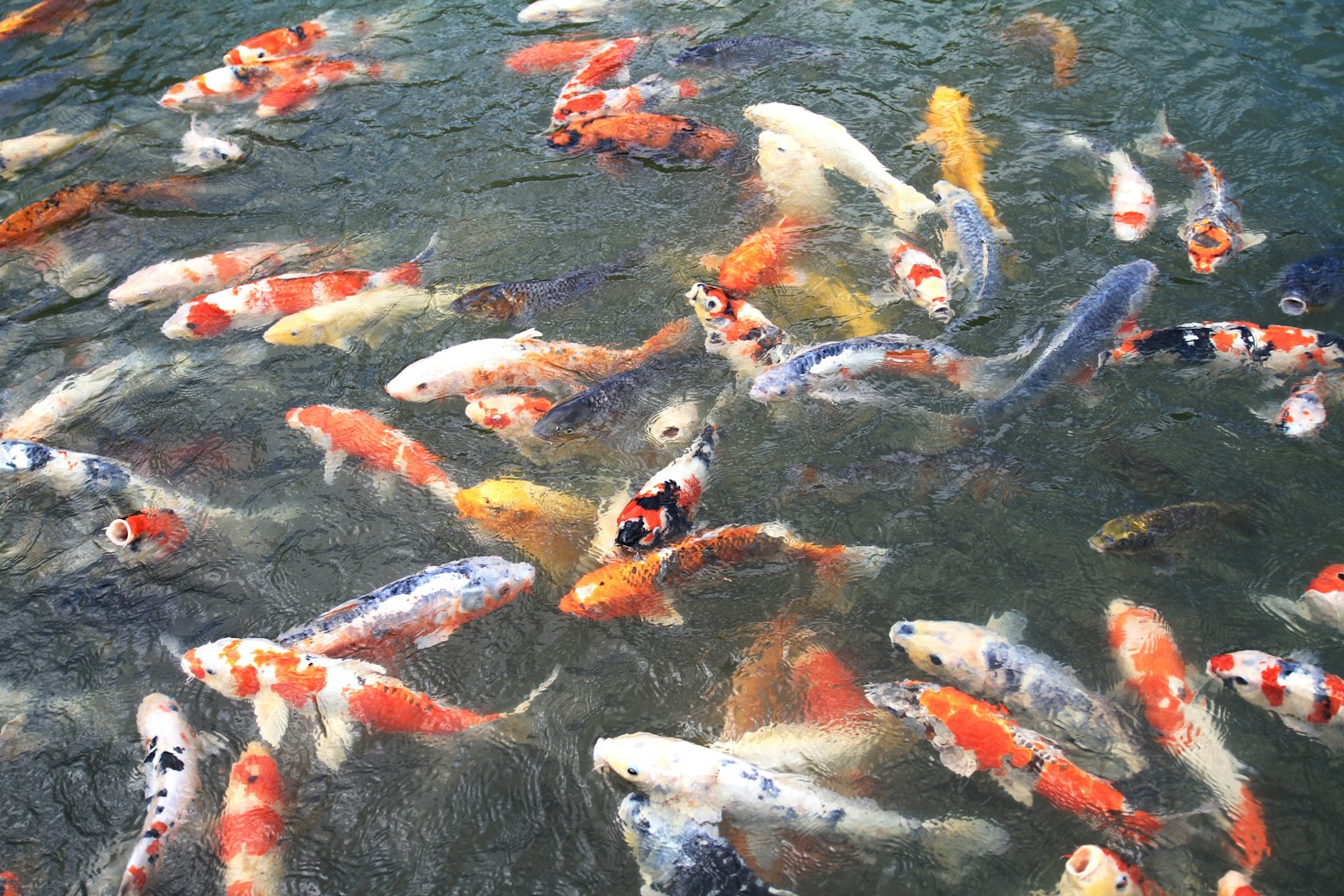 Bunte Koi-Fische schwimmen an der Wasseroberfläche