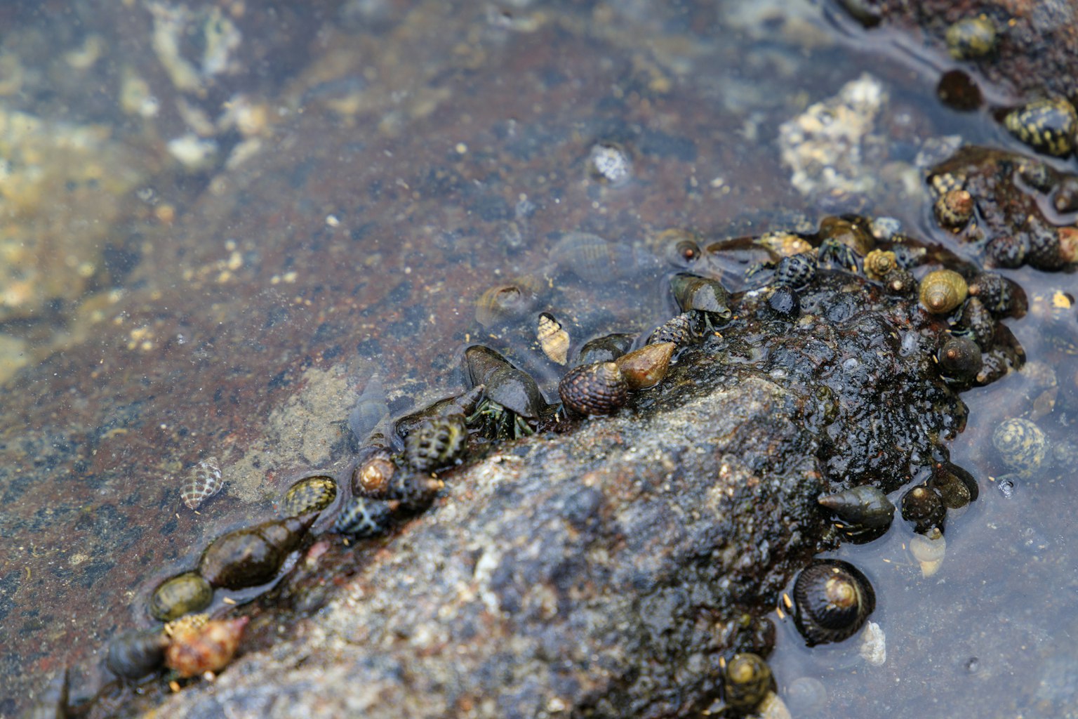 Immagine che mostra rocce e gruppi di molluschi vicino all'acqua