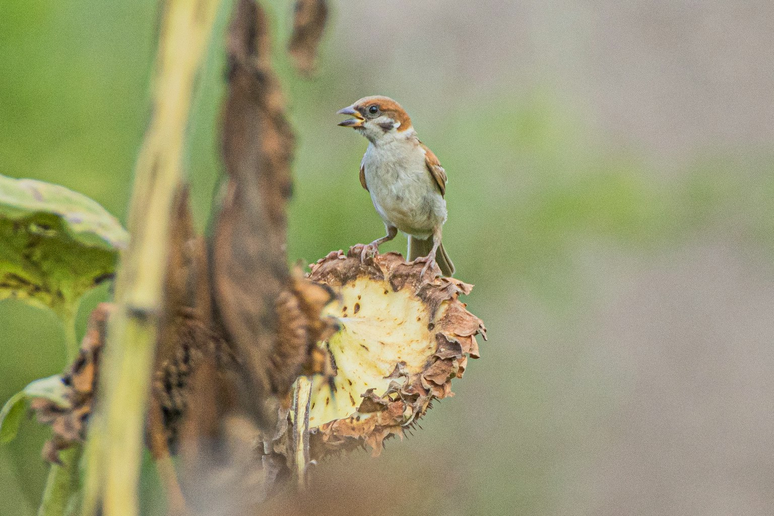 Un oiseau perché sur une tête de graine de tournesol