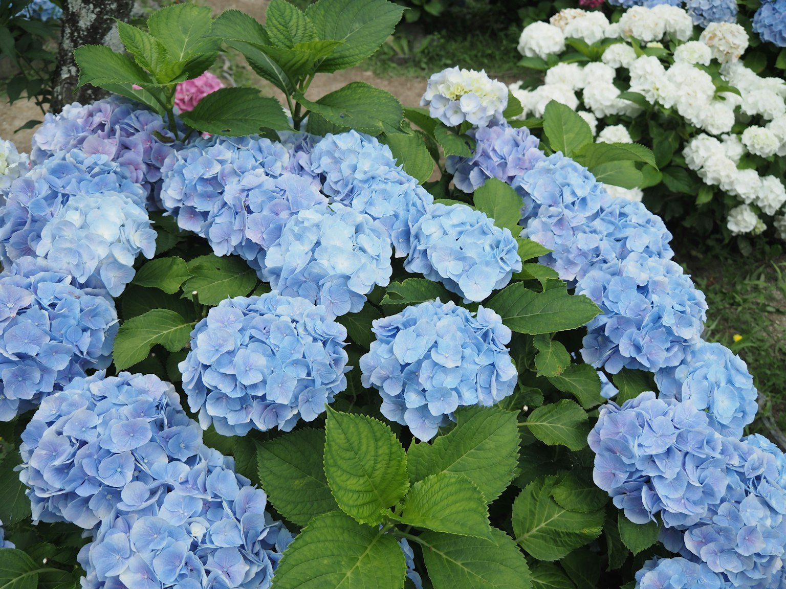 Pemandangan taman yang indah dengan bunga hydrangea biru dan daun hijau