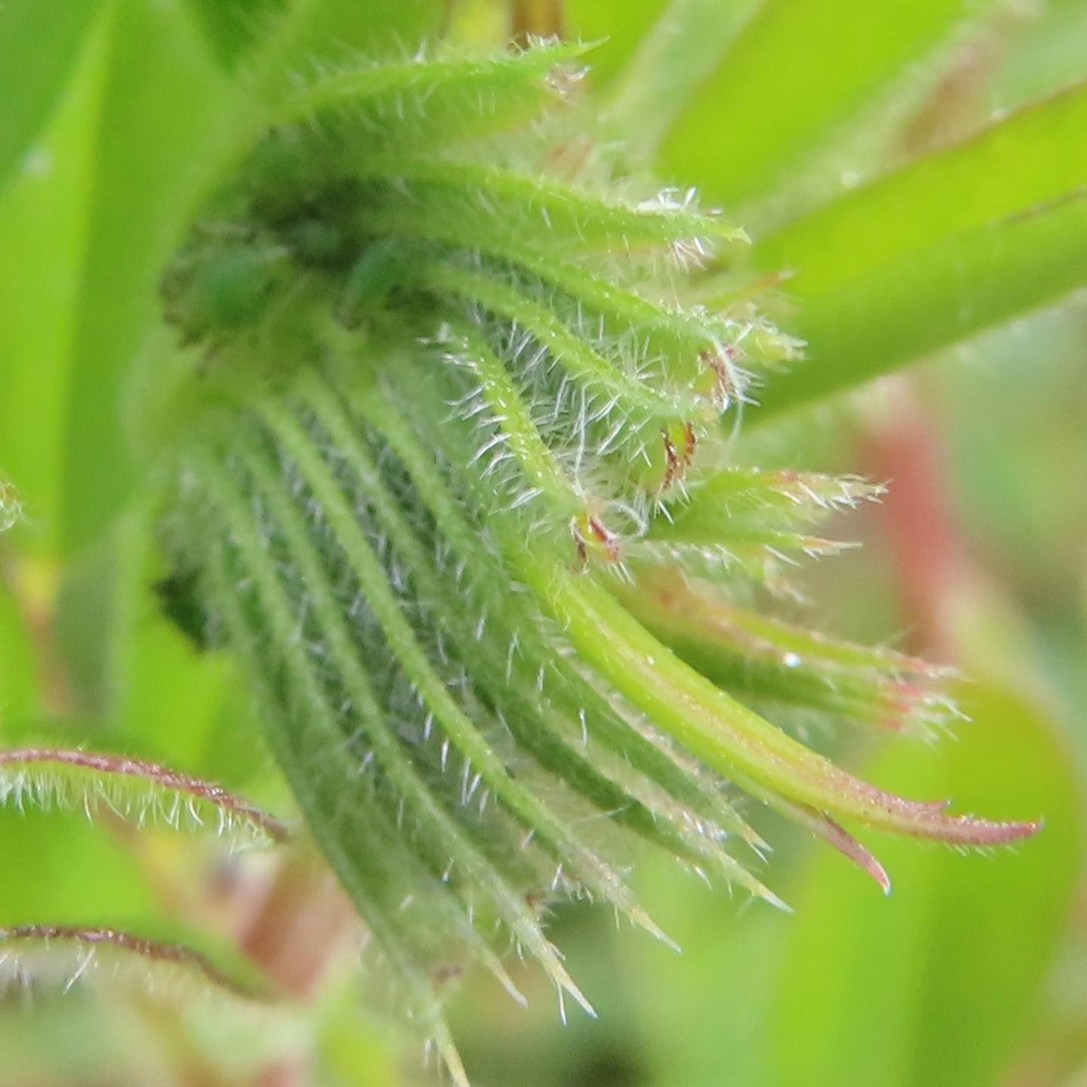 綠色植物結構的特寫鏡頭，類似於克隆