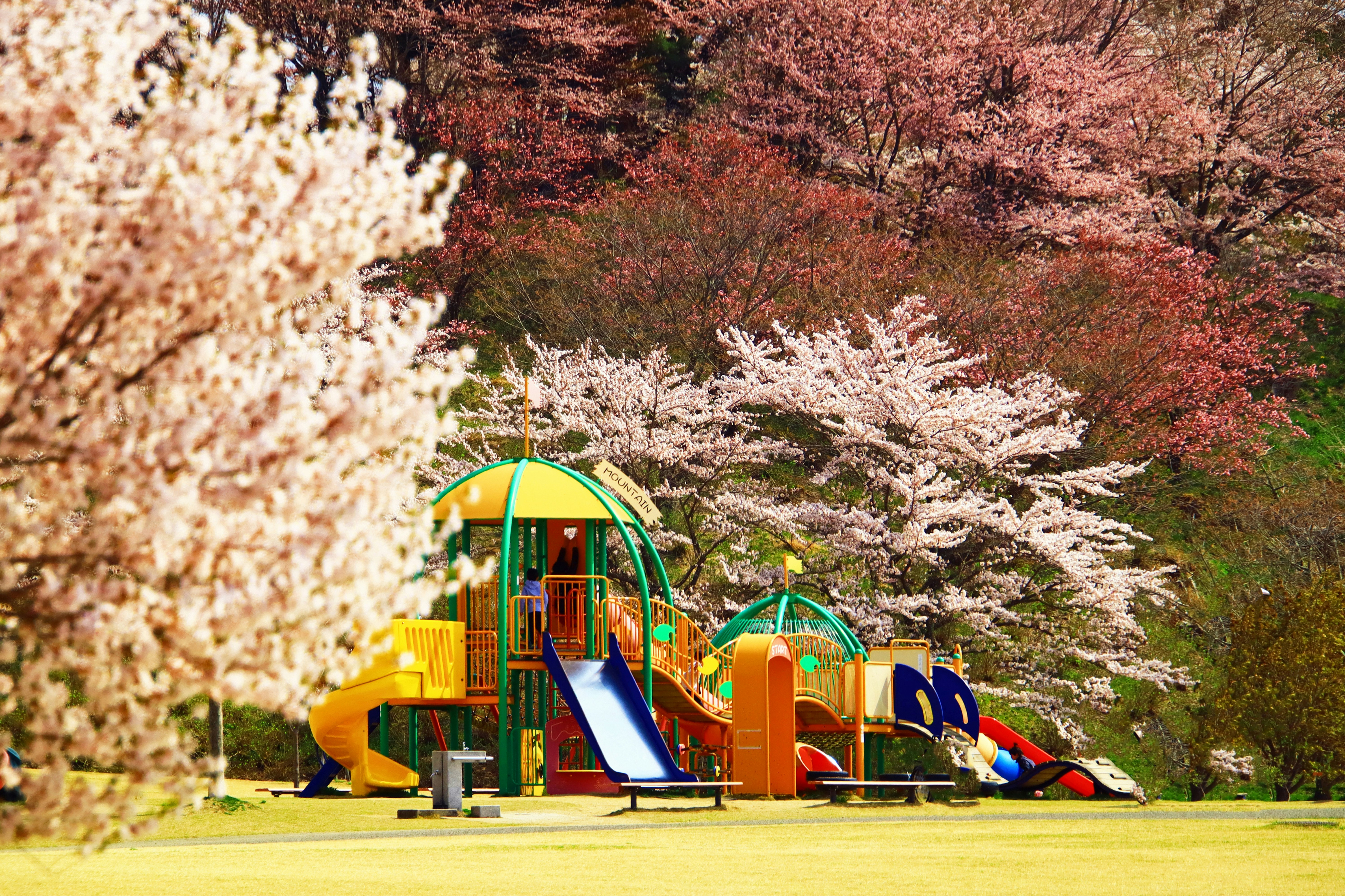 芝生の上にあるカラフルな子ども用遊具と桜の並木