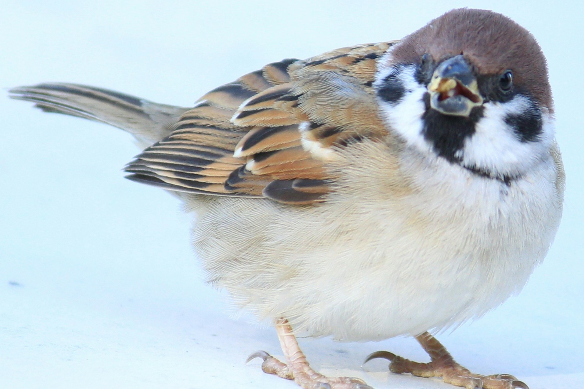 雪の上にとまるスズメのような小鳥