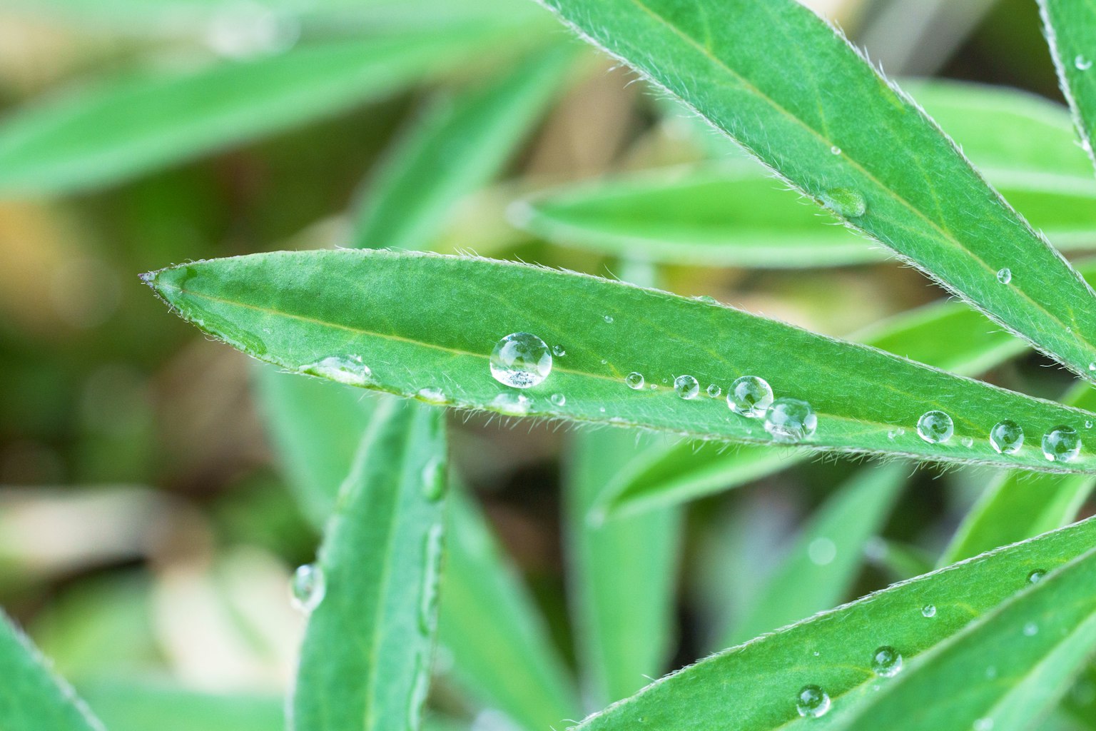 Foto ravvicinata di foglie verdi con gocce d'acqua