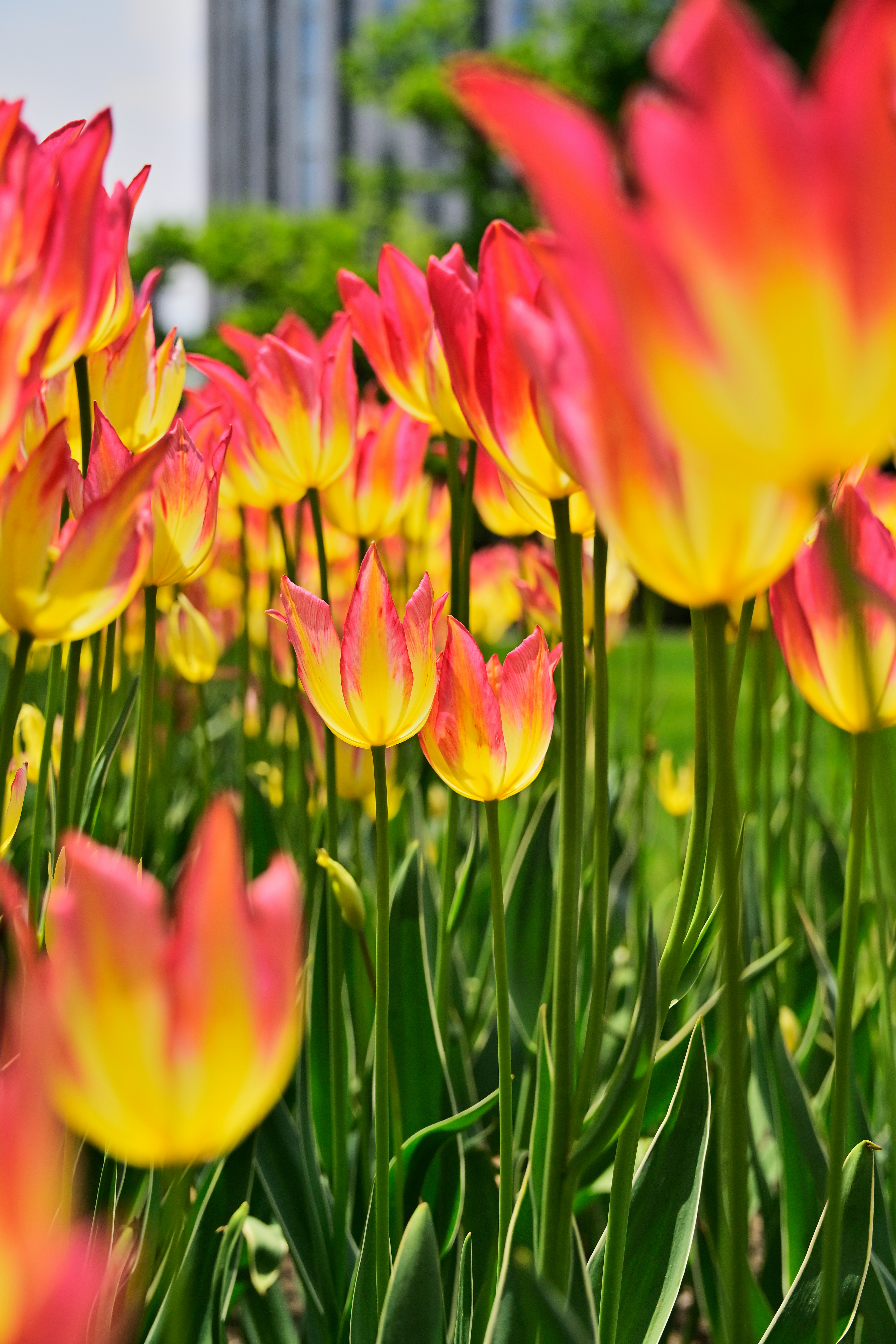 Tulipanes vibrantes en tonos de rosa y amarillo floreciendo en un jardín