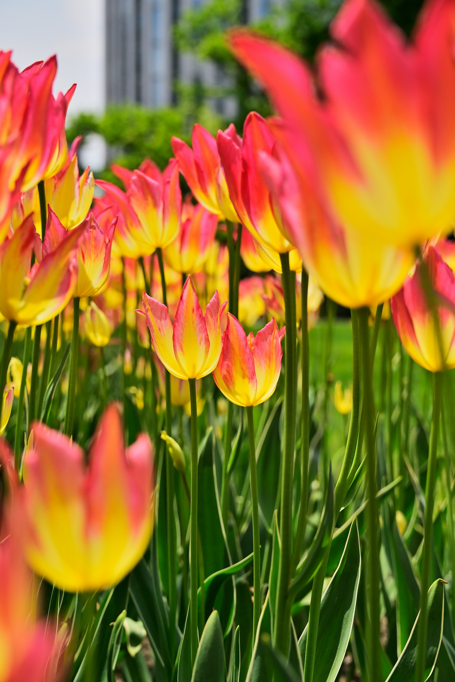 Tulipes vibrantes en teintes de rose et de jaune fleurissant dans un jardin