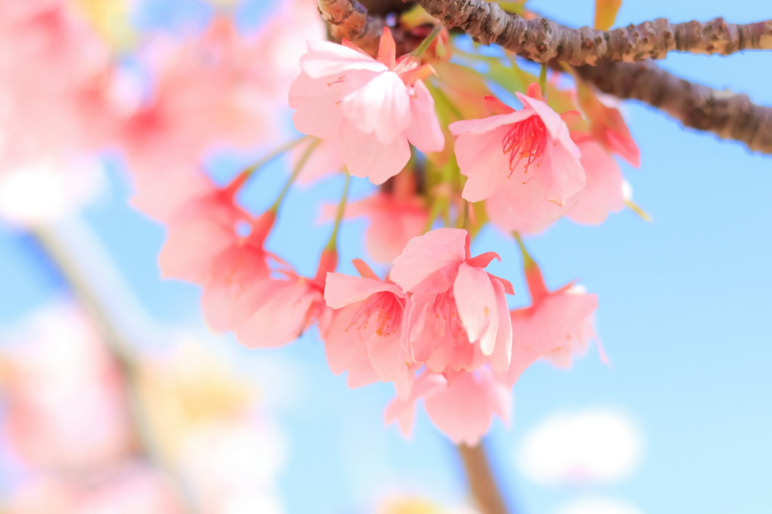 Kelopak bunga sakura berwarna pink cerah di bawah langit biru cerah