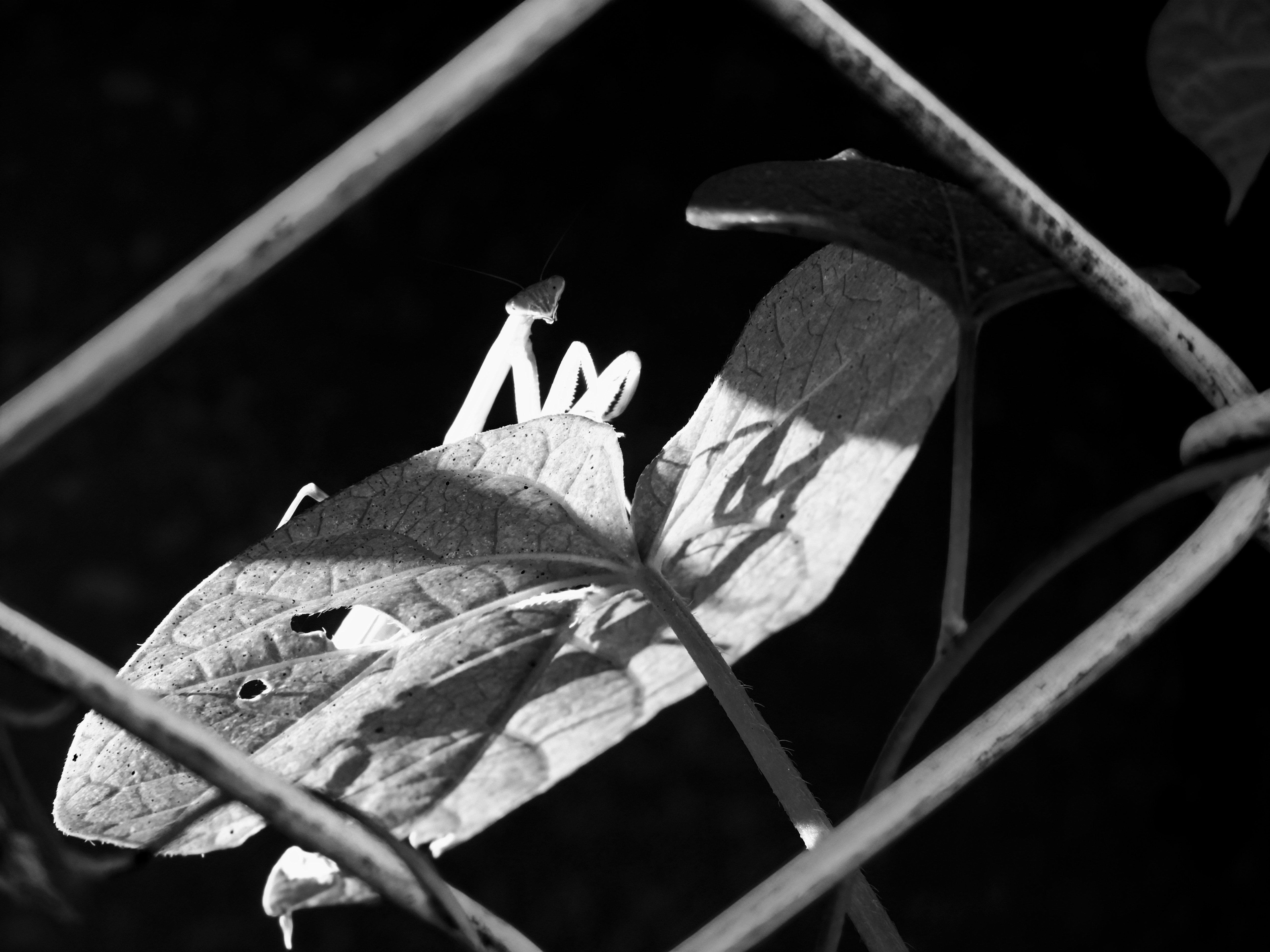 photo-fns42GonR2NEx1sw806A