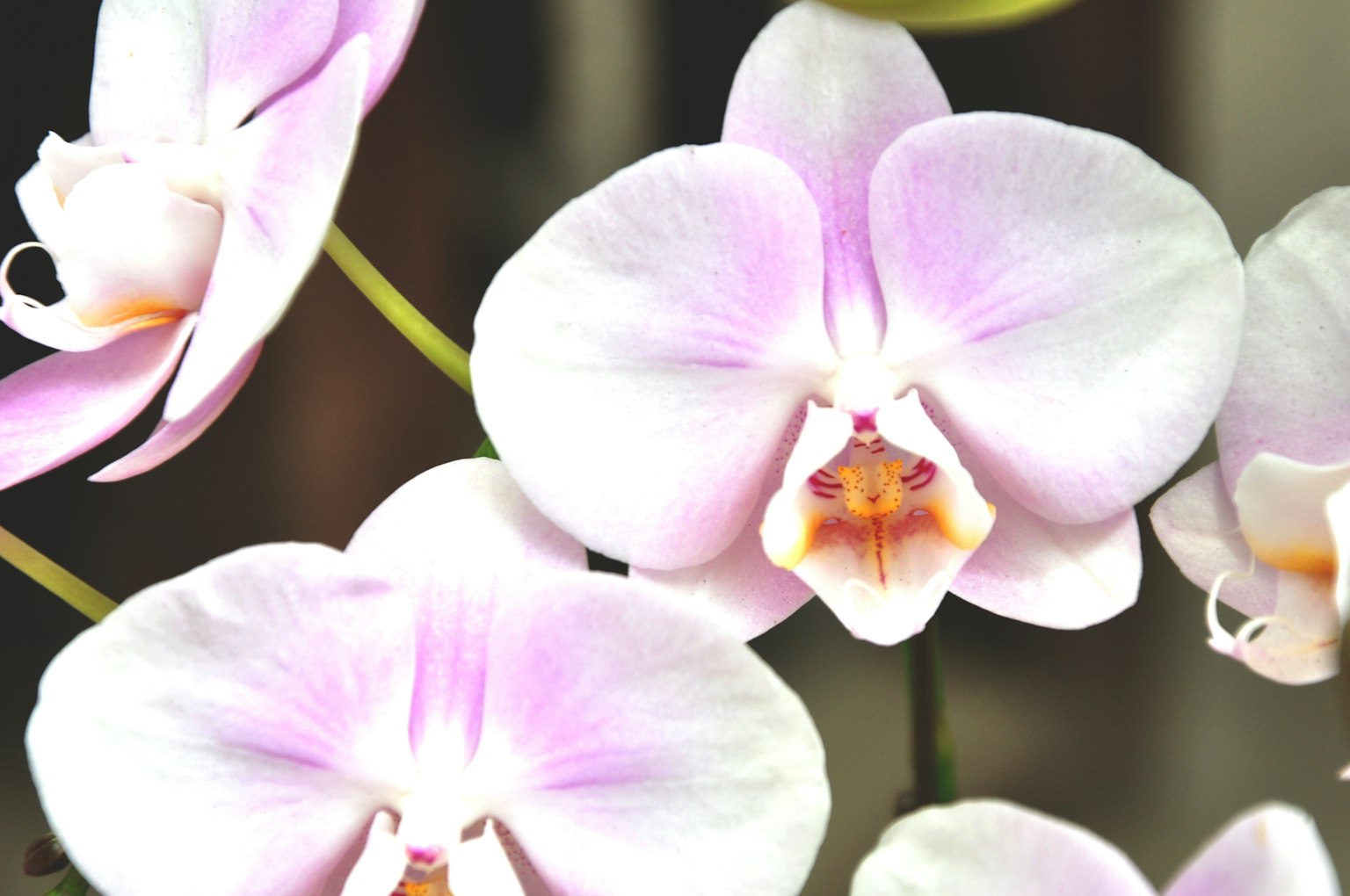 ภาพสวยของดอกกล้วยไม้สีชมพูอ่อนที่กำลังบาน